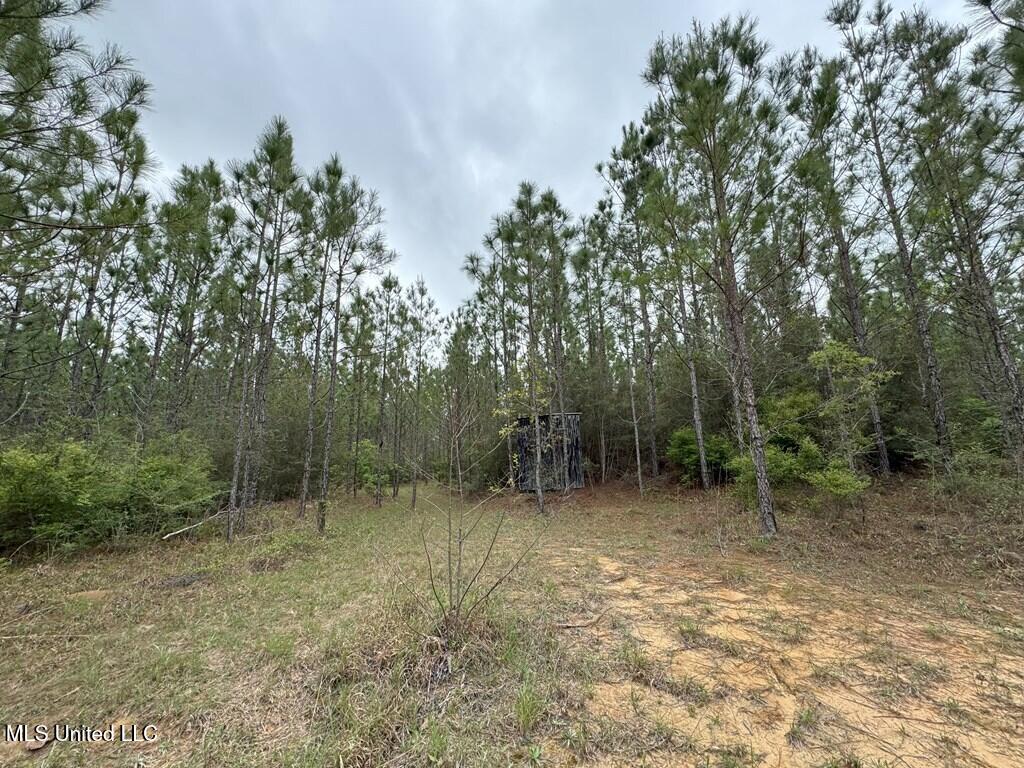 Forest Lake Road, Beaumont, Mississippi image 14