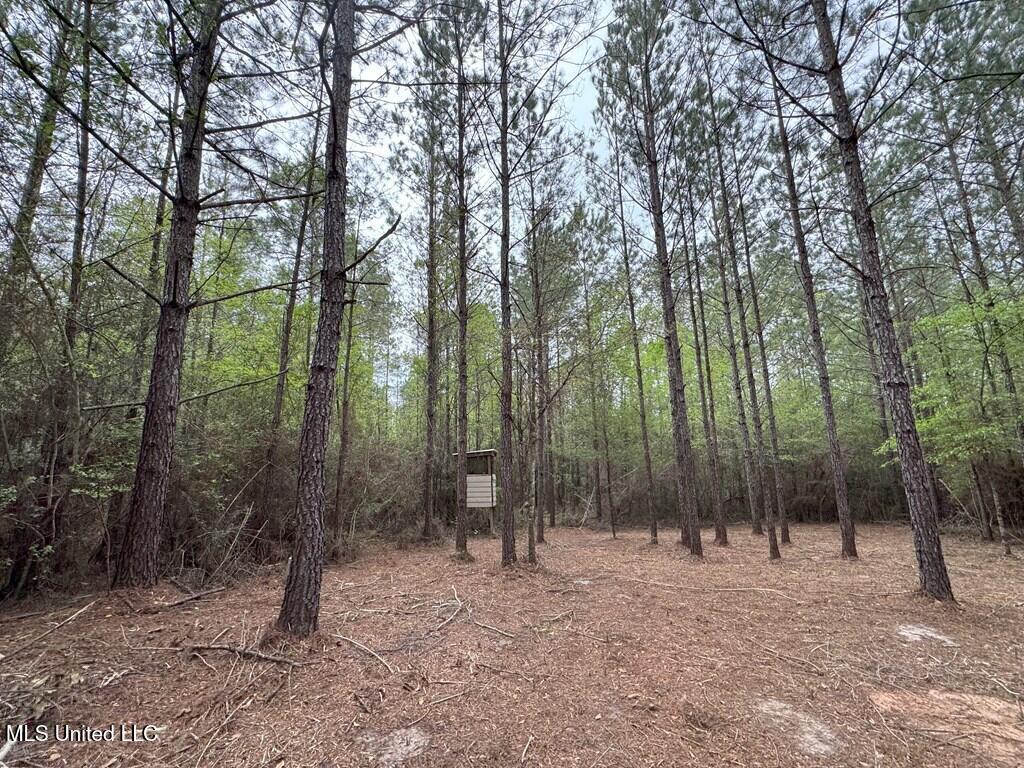 Forest Lake Road, Beaumont, Mississippi image 19