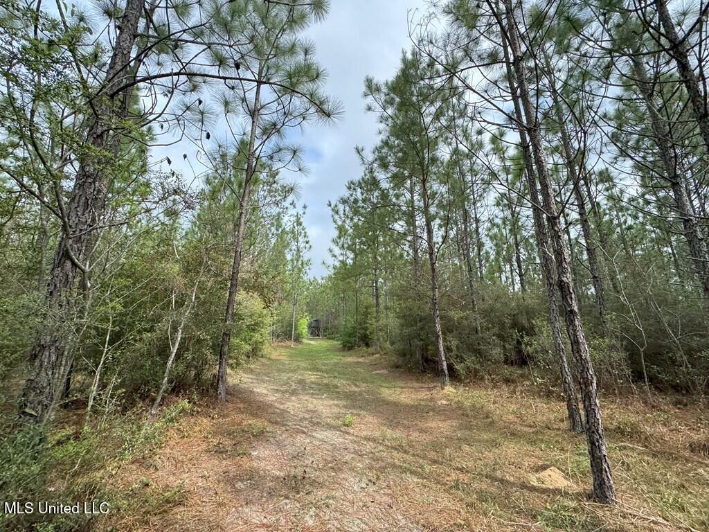 Forest Lake Road, Beaumont, Mississippi image 9