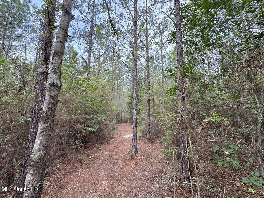Forest Lake Road, Beaumont, Mississippi image 26