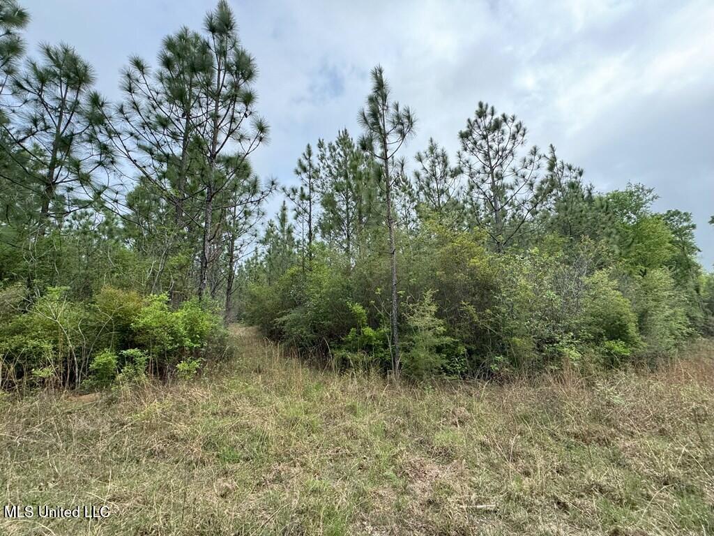 Forest Lake Road, Beaumont, Mississippi image 31