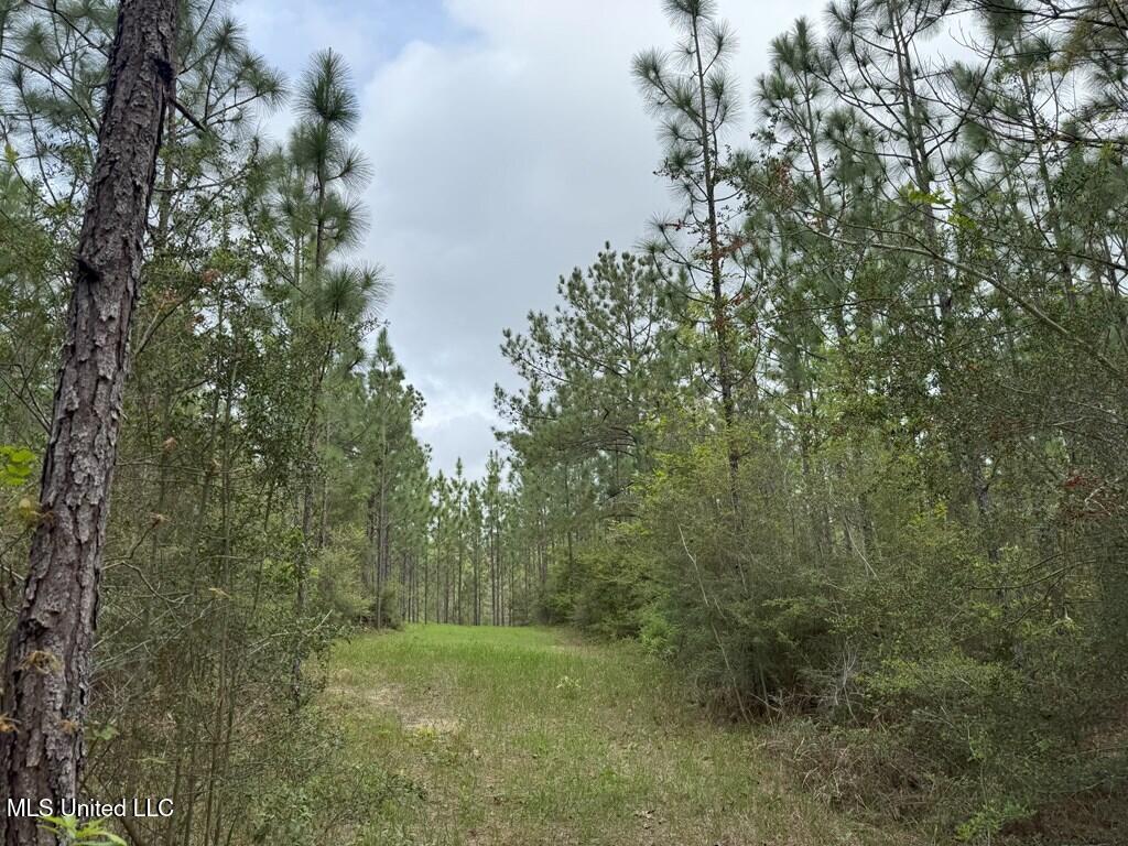 Forest Lake Road, Beaumont, Mississippi image 8