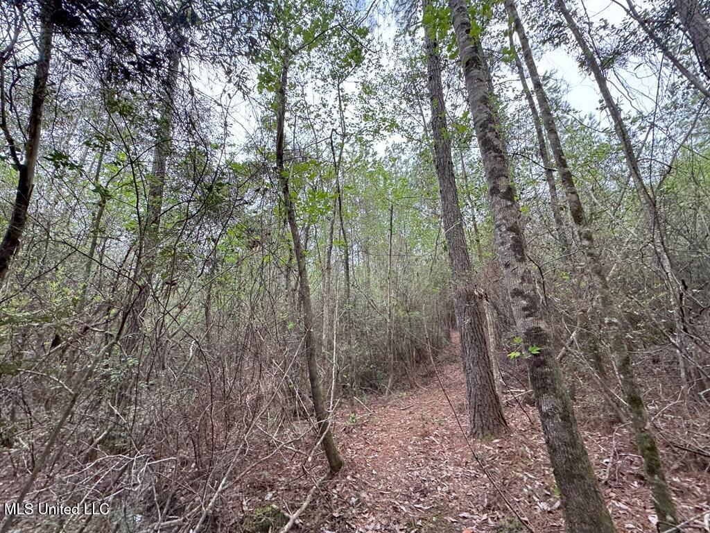 Forest Lake Road, Beaumont, Mississippi image 22