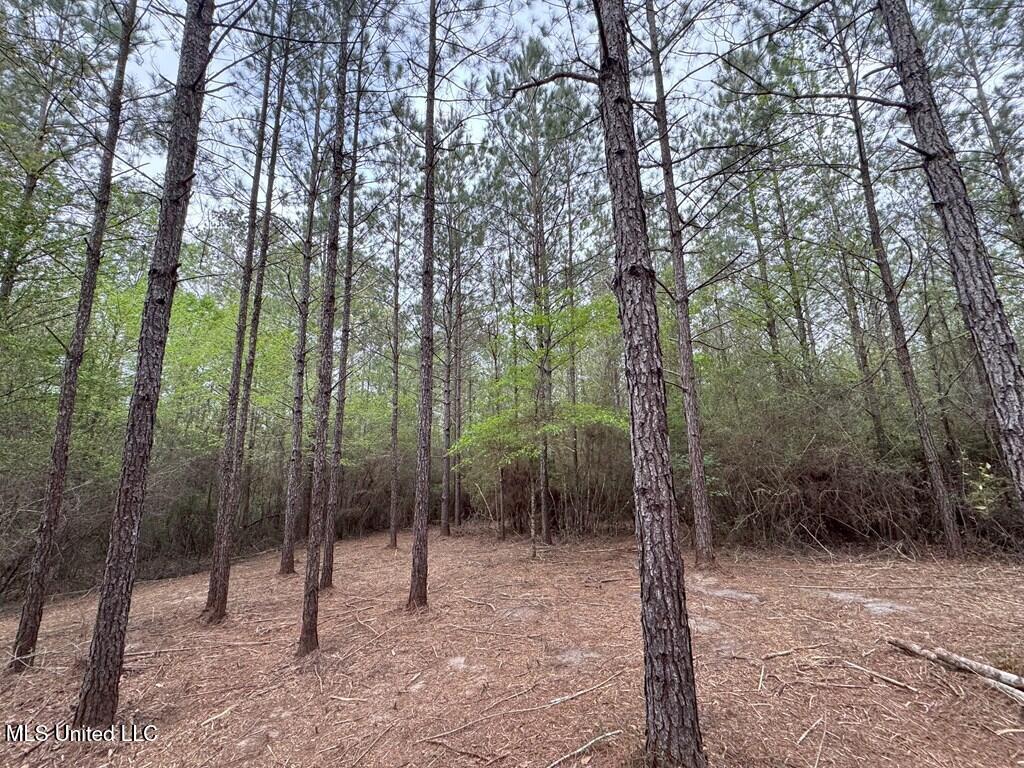 Forest Lake Road, Beaumont, Mississippi image 21