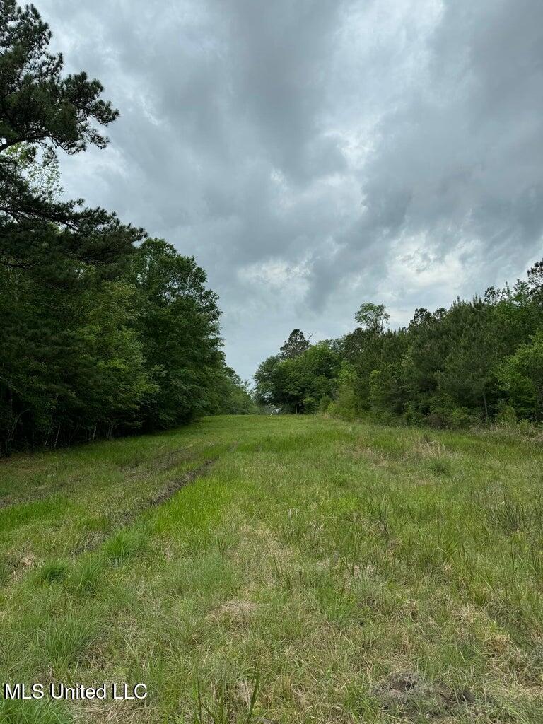 62.5 Acres Texas Flat, Kiln, Mississippi image 7
