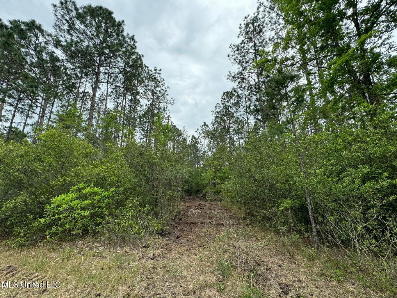 62.5 Acres Texas Flat, Kiln, Mississippi image 4