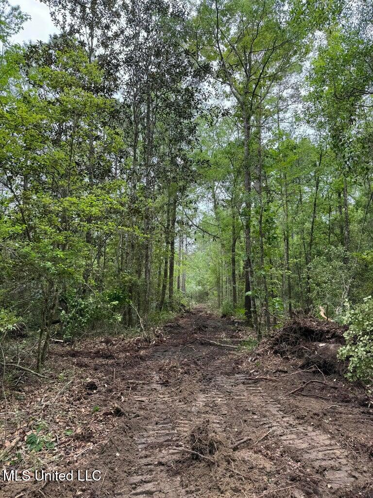 62.5 Acres Texas Flat, Kiln, Mississippi image 5