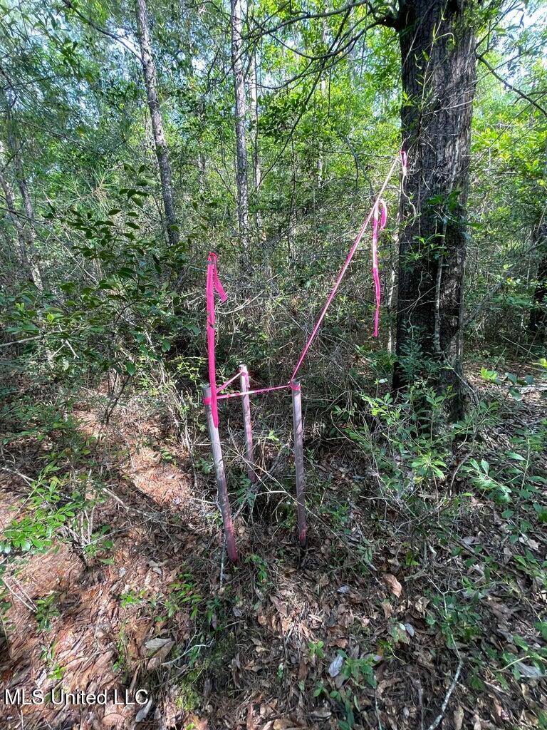 62.5 Acres Texas Flat, Kiln, Mississippi image 3