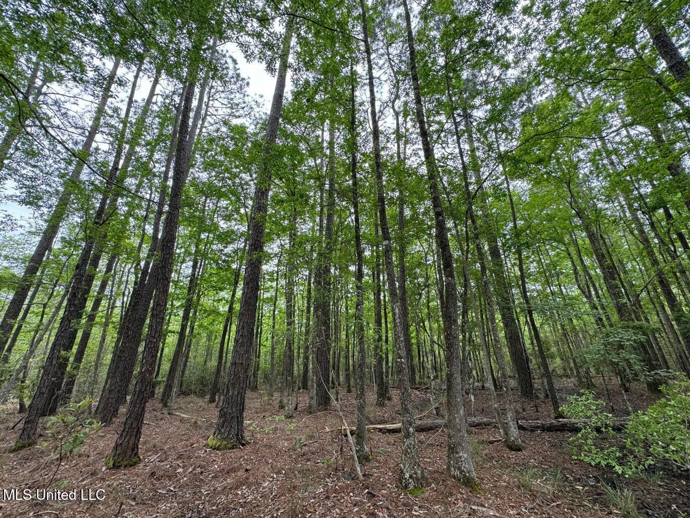 62.5 Acres Texas Flat, Kiln, Mississippi image 6