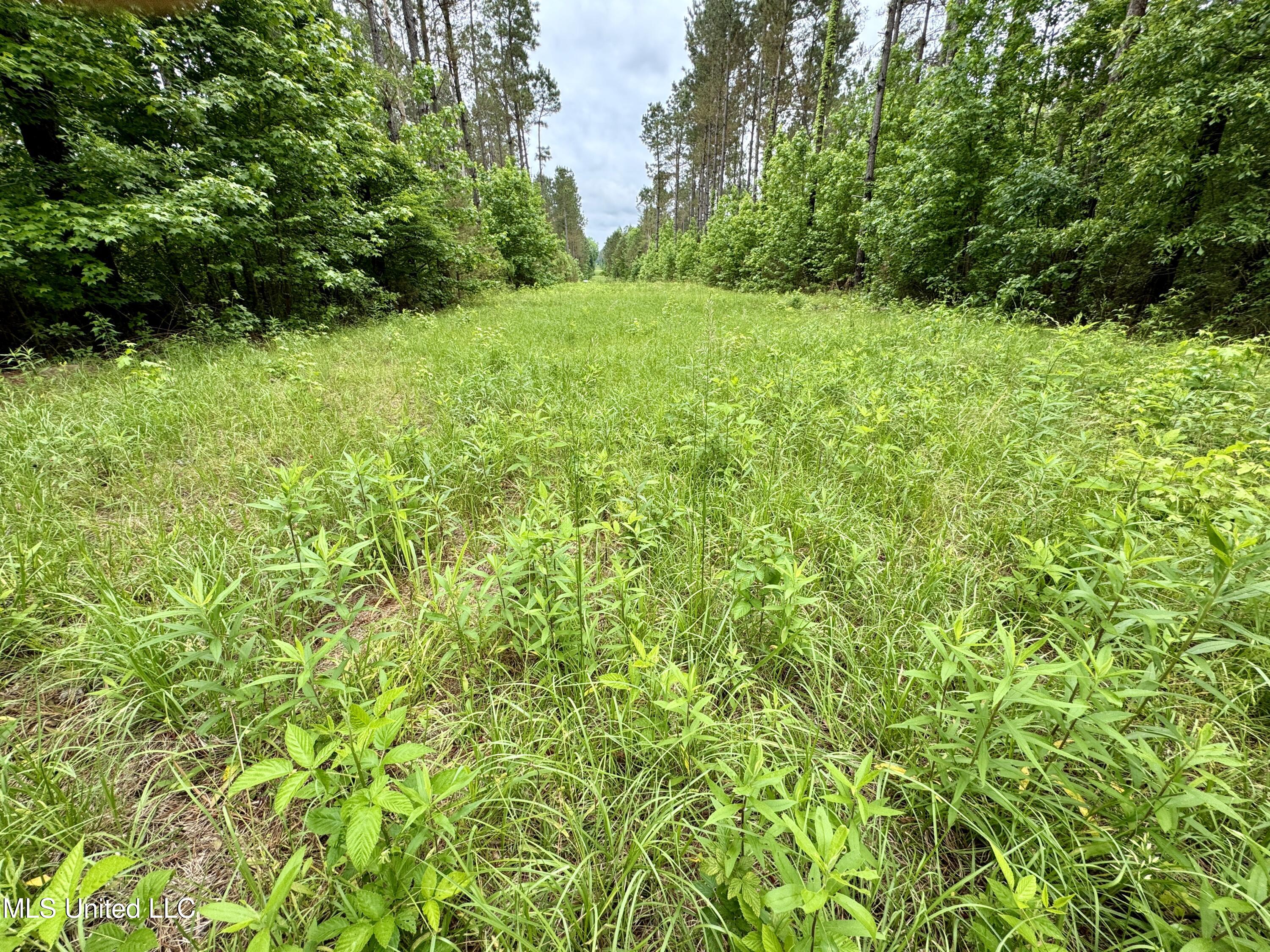 0000 Mount Carmel Road, Daleville, Mississippi image 10