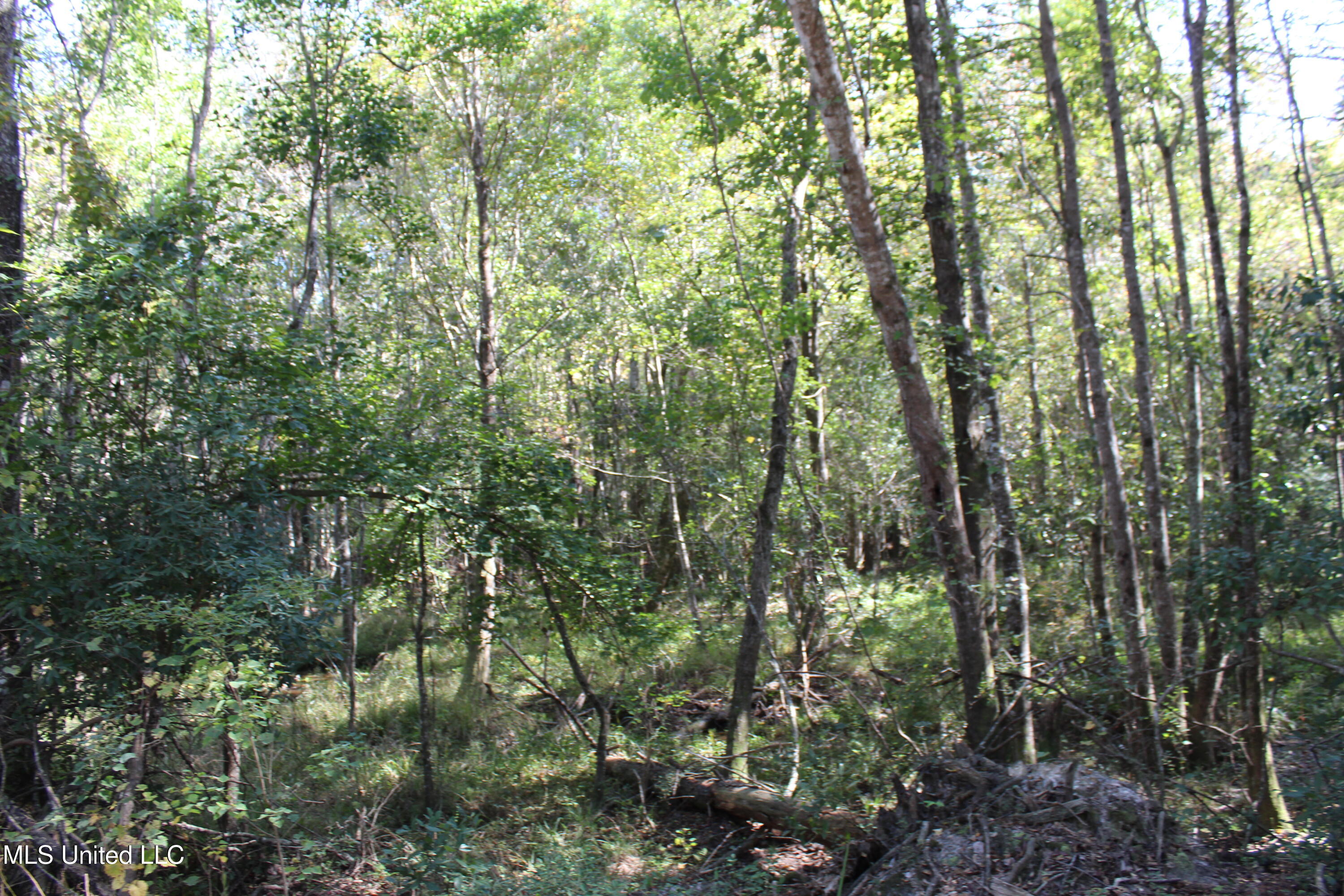 63.7 Acres Braydon Drive, Lucedale, Mississippi image 9