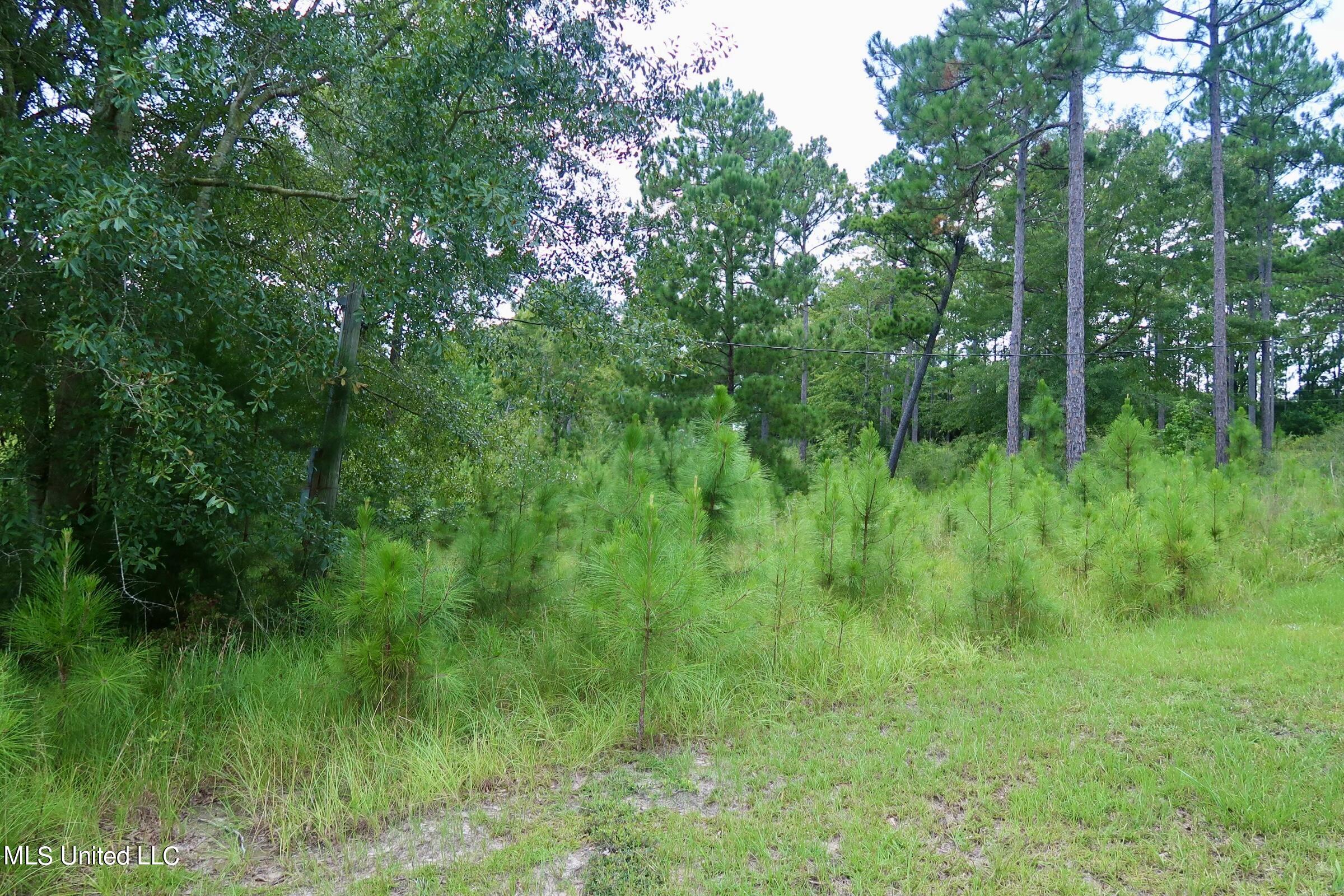 1.6 +/- Ac Burnt Pine Road, Leakesville, Mississippi image 2