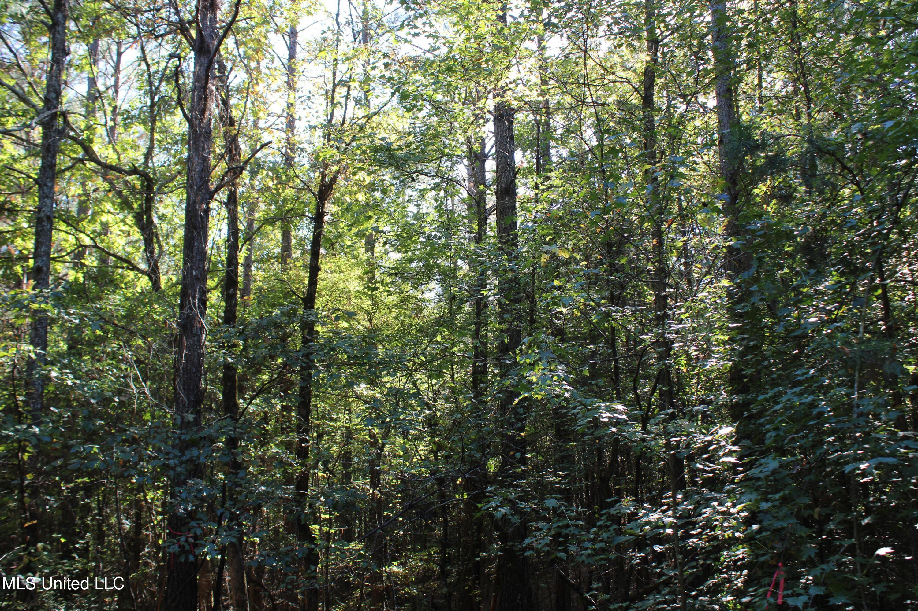 1507 Lower Gurley Road, Potts Camp, Mississippi image 50