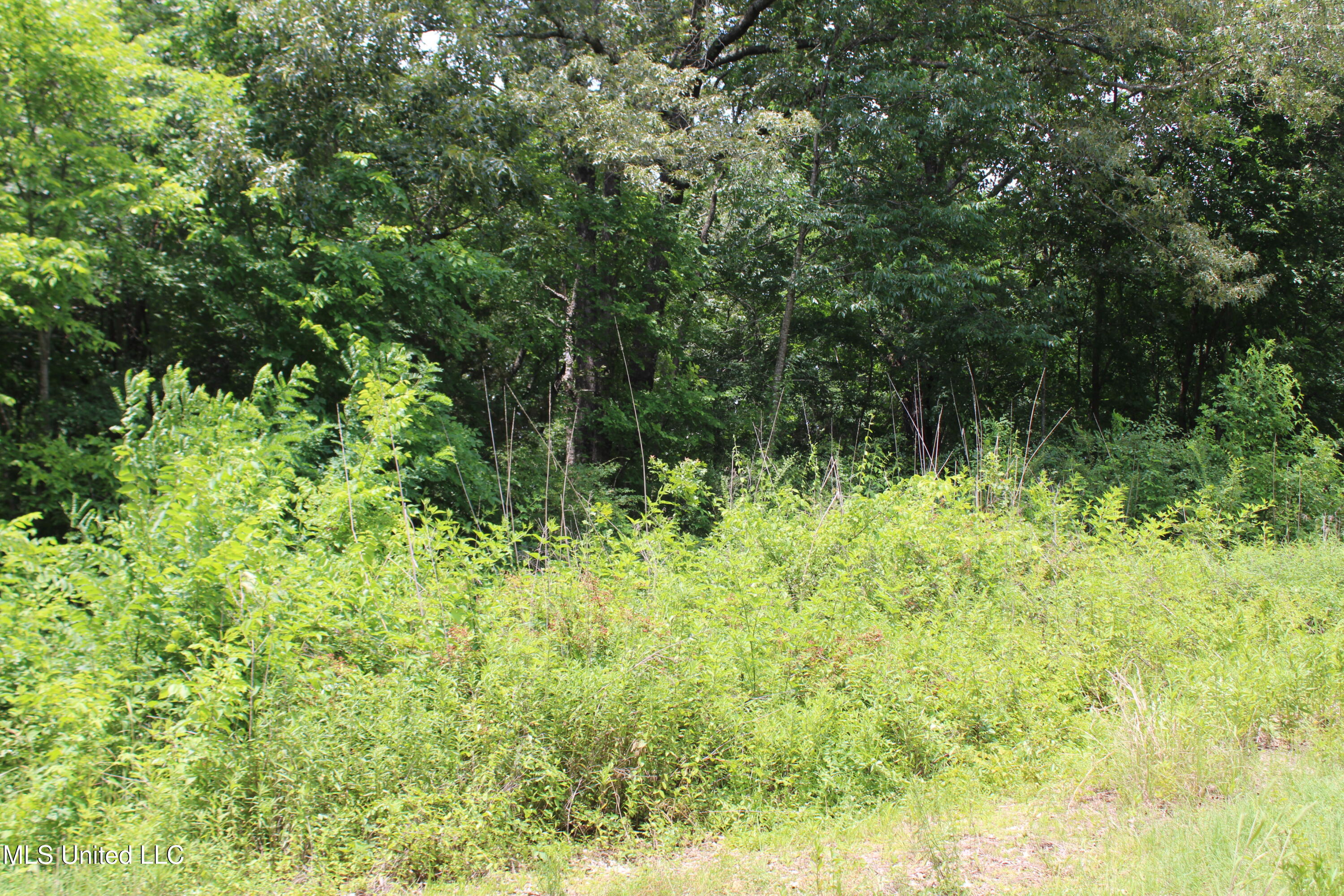 Mt Pleasant Road, Byhalia, Mississippi image 3