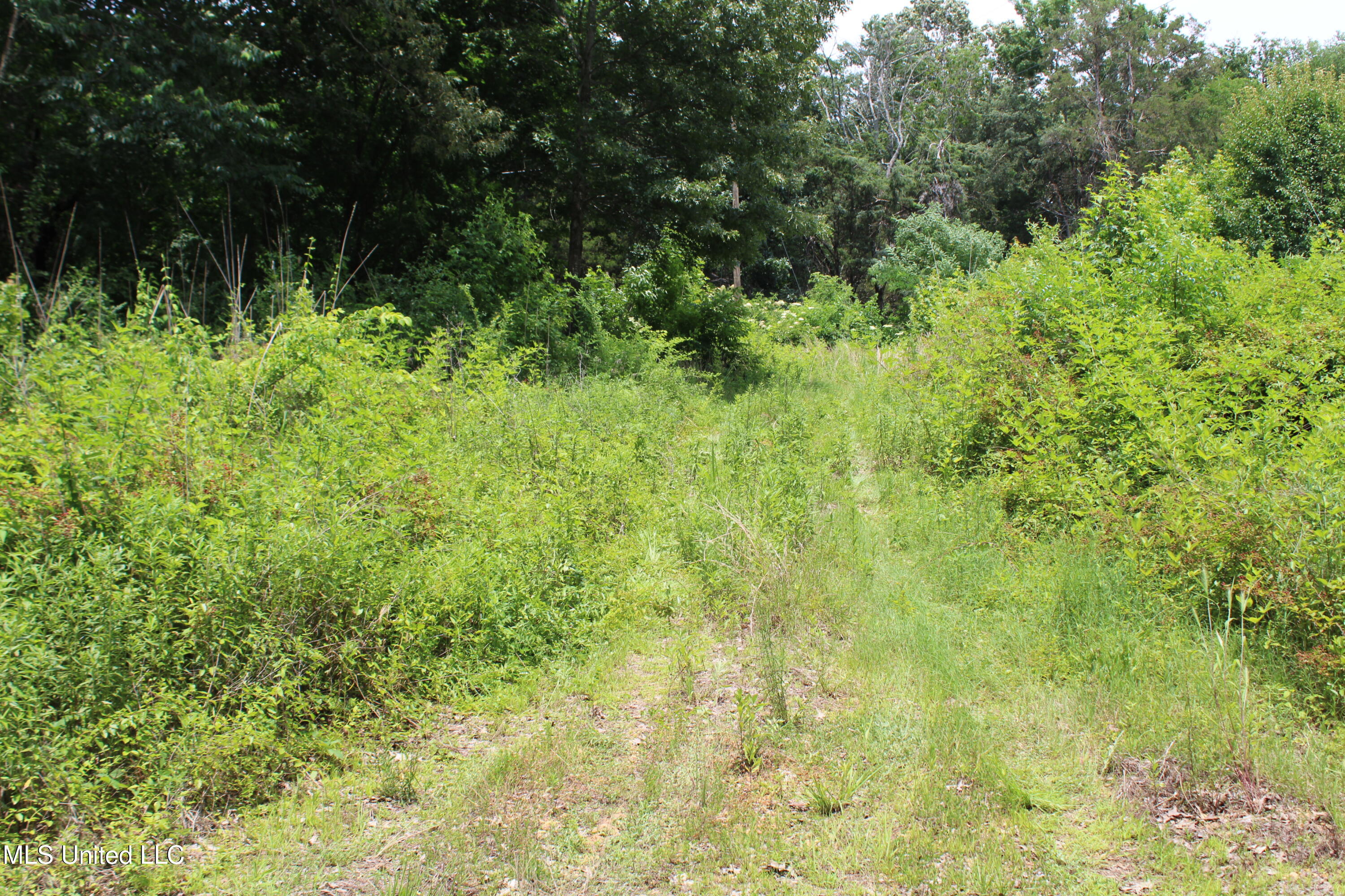 Mt Pleasant Road, Byhalia, Mississippi image 2