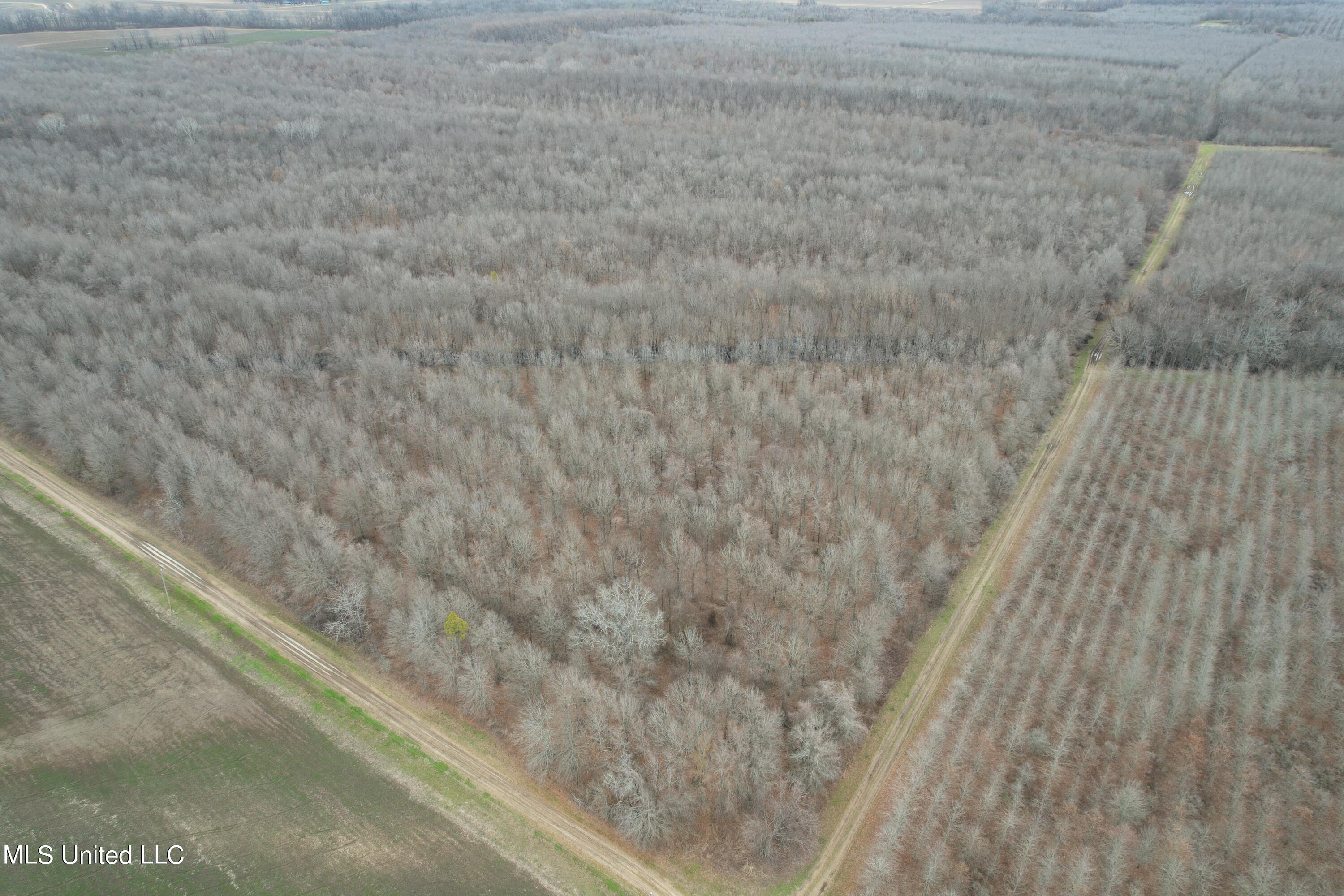 White Road, Lake Providence, Louisiana image 4
