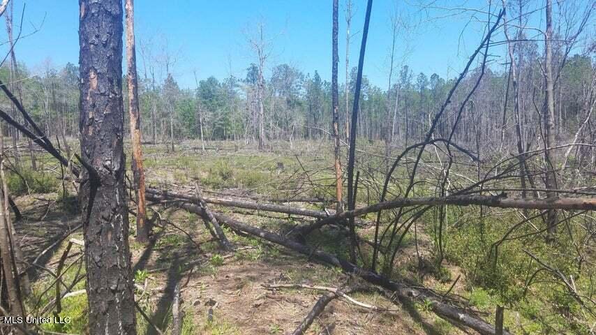 Highway 49, Gulfport, Mississippi image 19