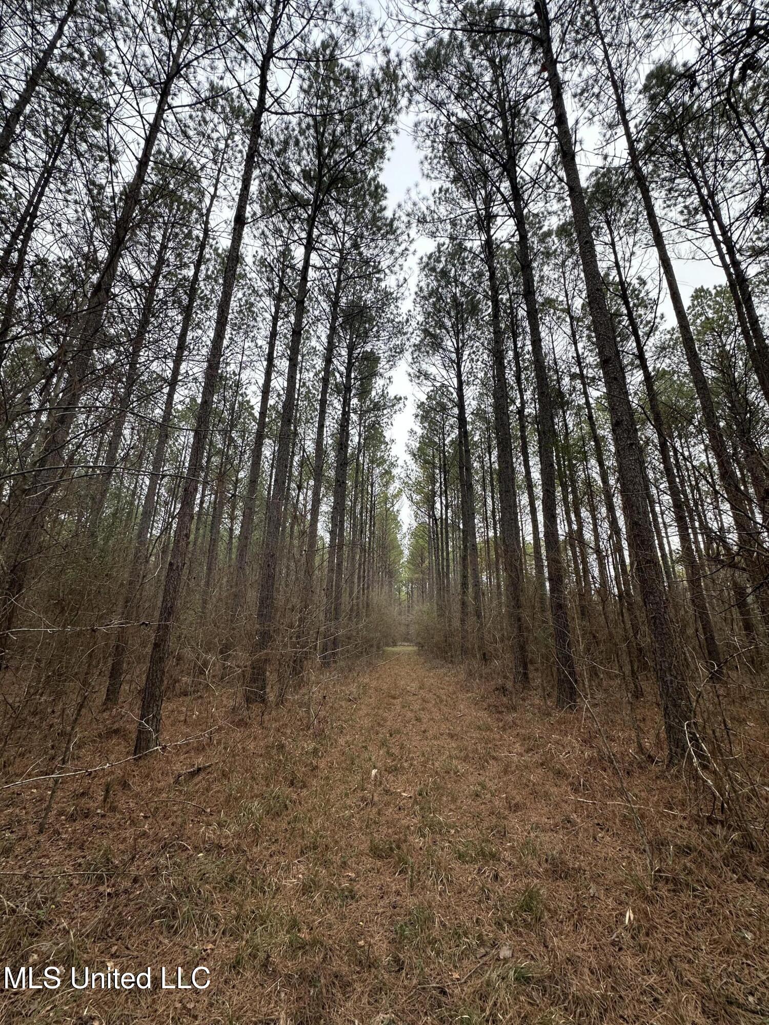 Co Rd 2414, Rose Hill, Mississippi image 36