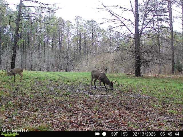 Co Rd 2414, Rose Hill, Mississippi image 16