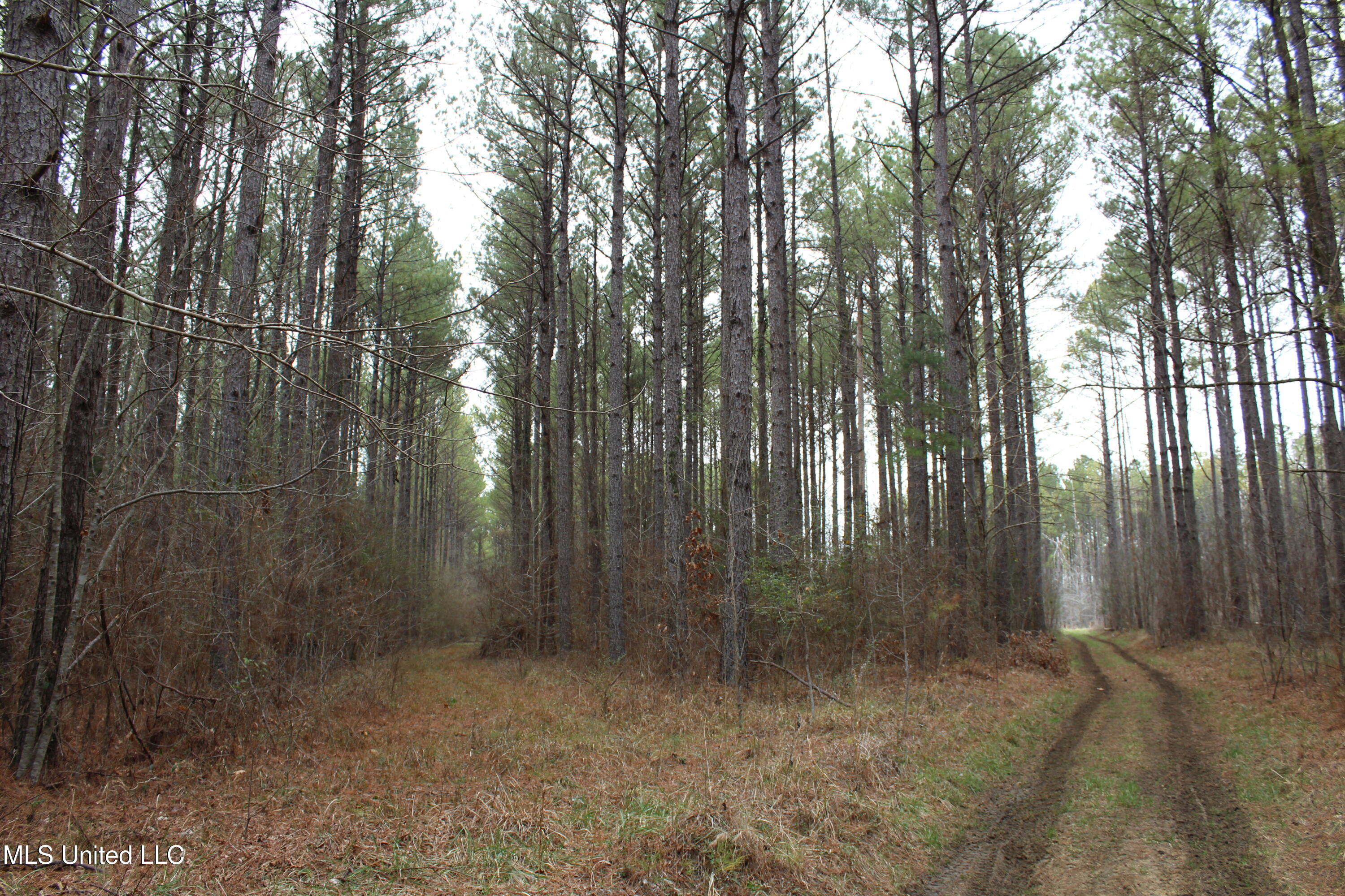 Co Rd 2414, Rose Hill, Mississippi image 1