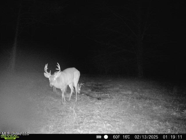 Co Rd 2414, Rose Hill, Mississippi image 15