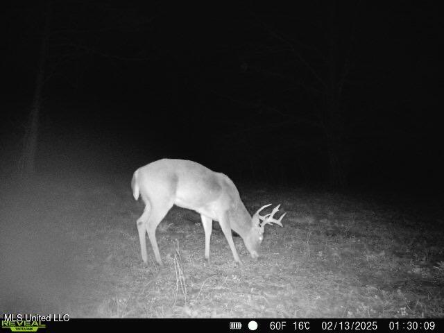 Co Rd 2414, Rose Hill, Mississippi image 14