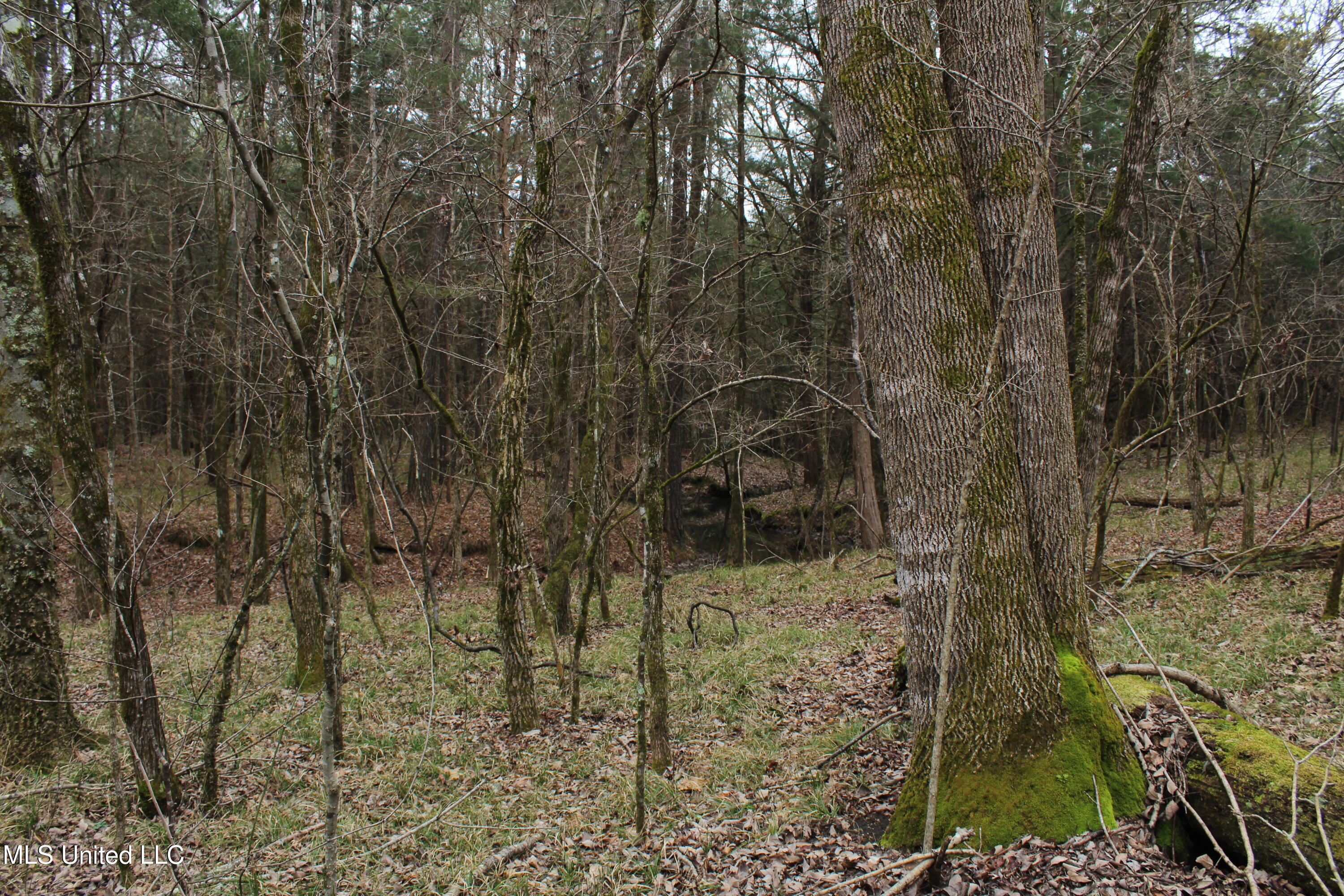 Co Rd 2414, Rose Hill, Mississippi image 12