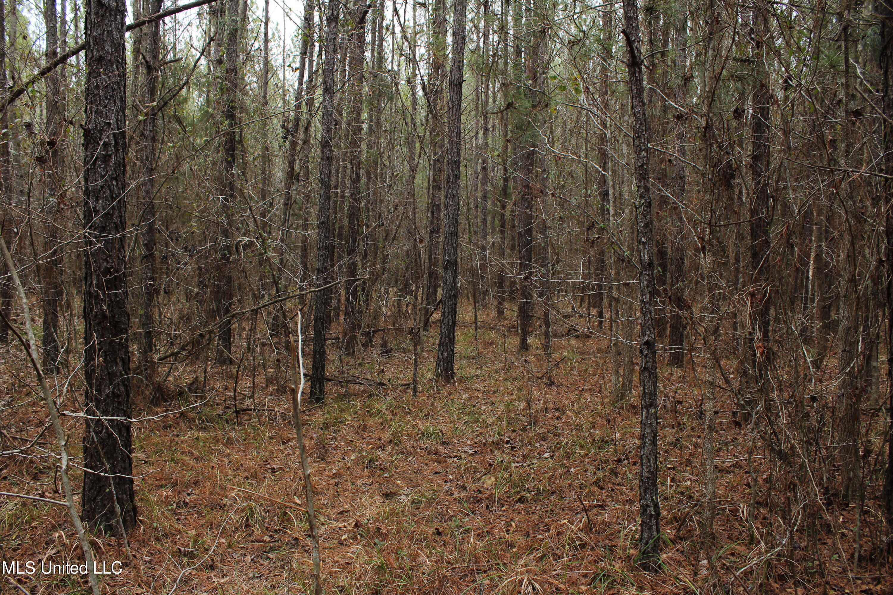 Co Rd 2414, Rose Hill, Mississippi image 26