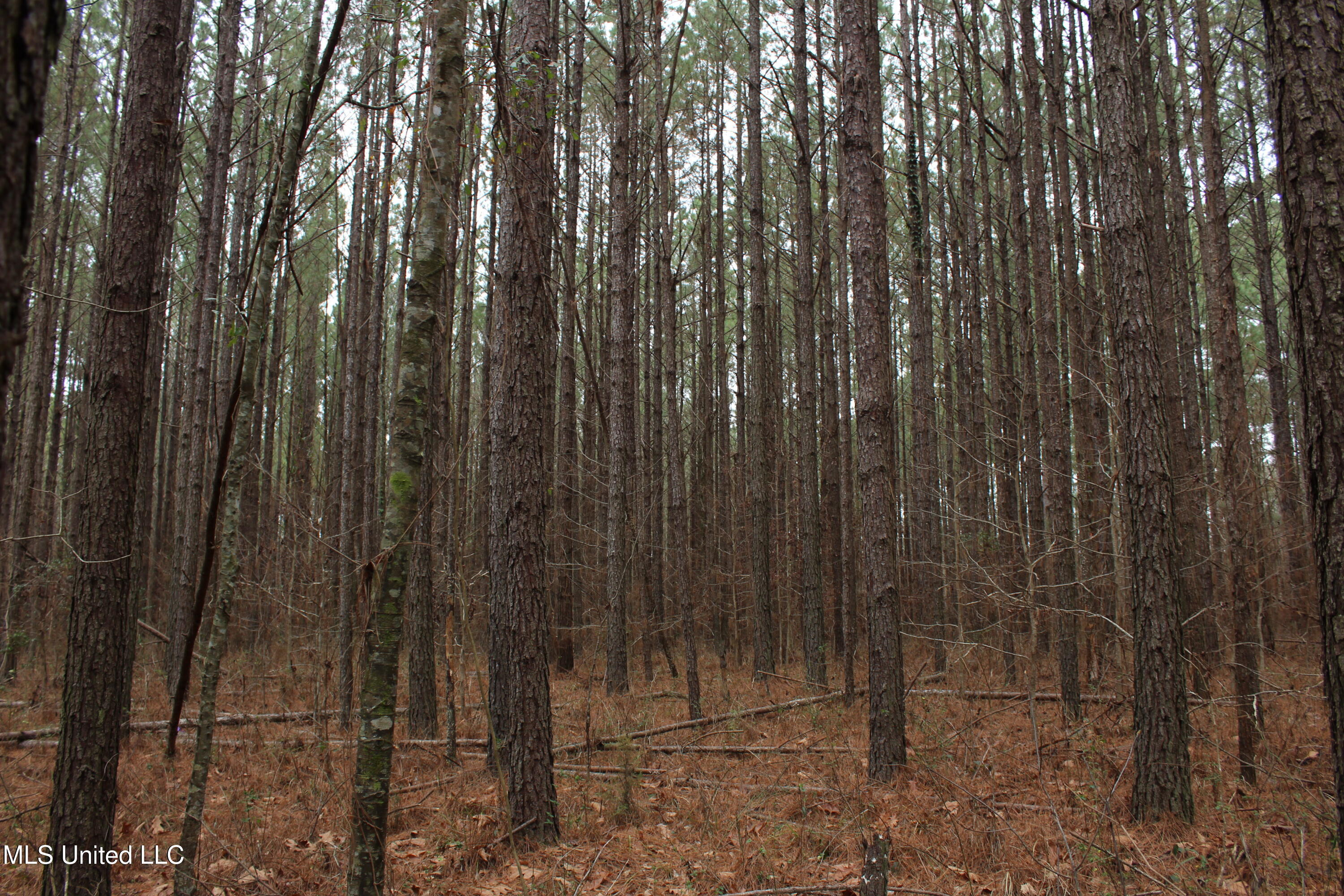 Co Rd 2414, Rose Hill, Mississippi image 35