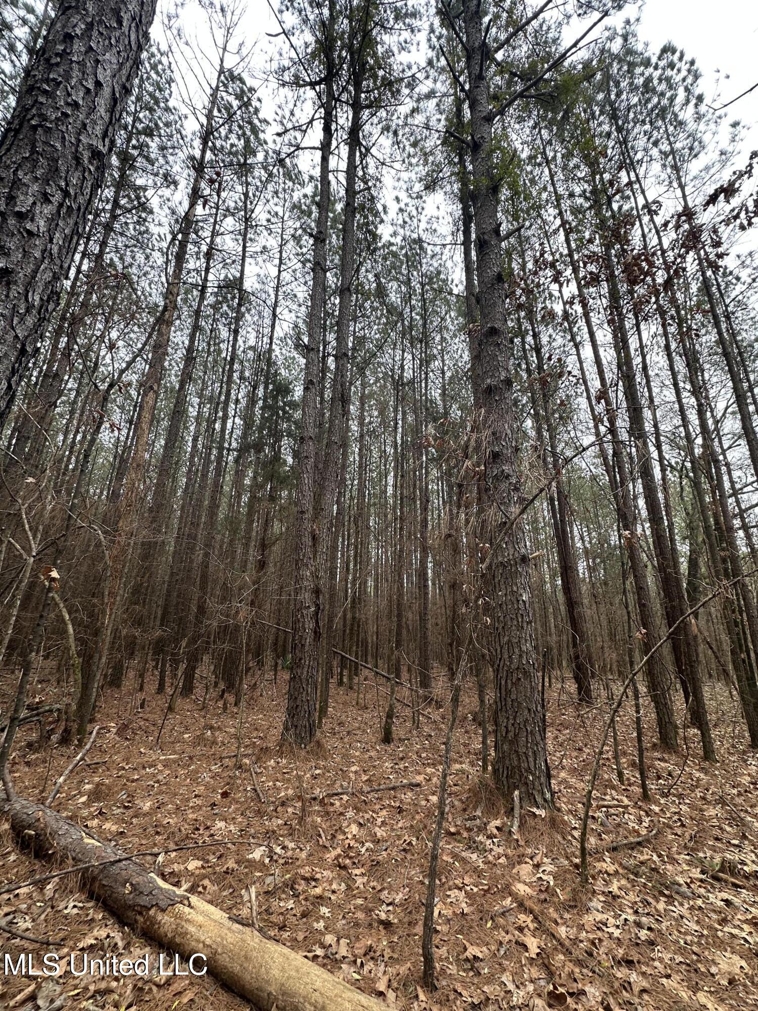 Co Rd 2414, Rose Hill, Mississippi image 37