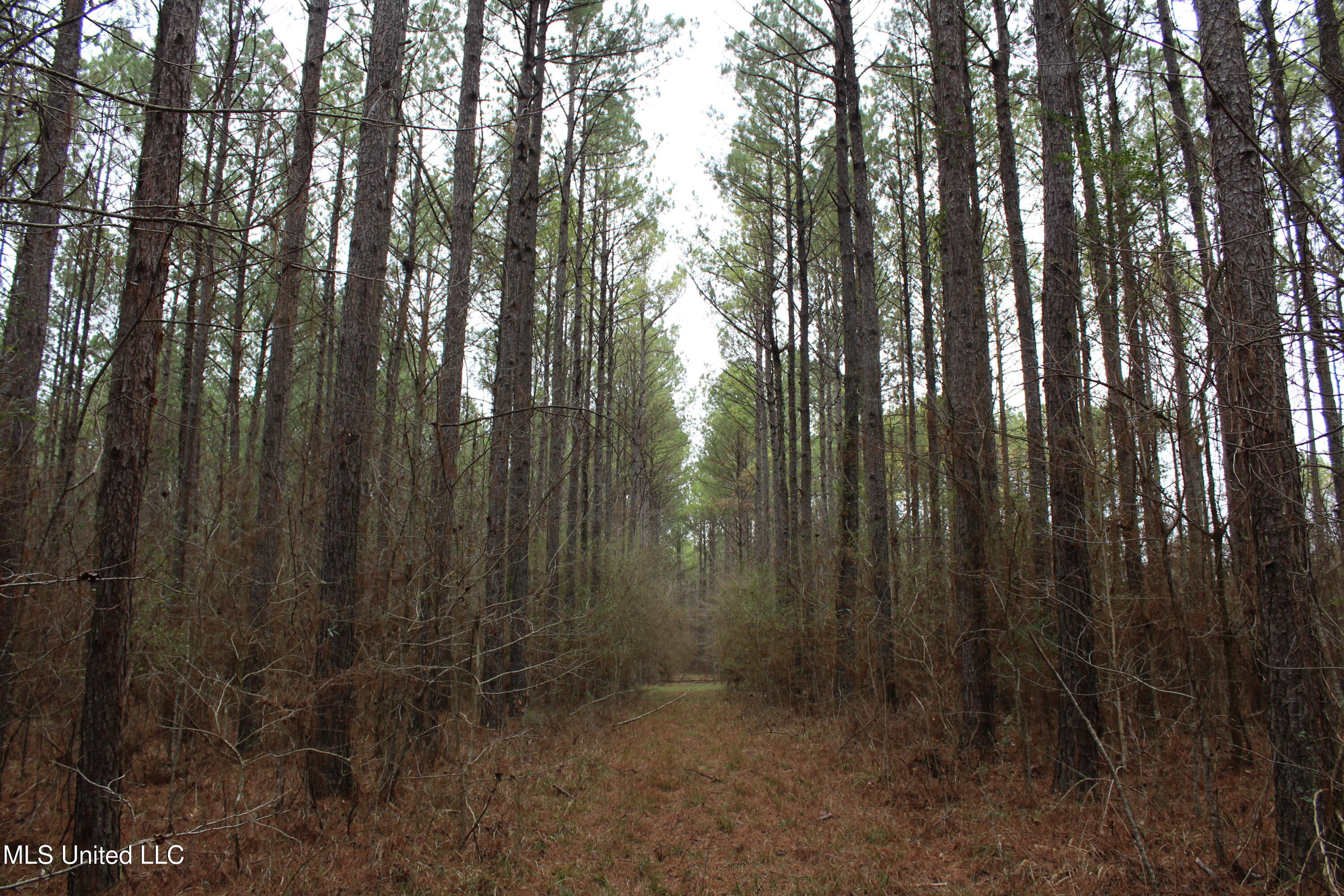 Co Rd 2414, Rose Hill, Mississippi image 34