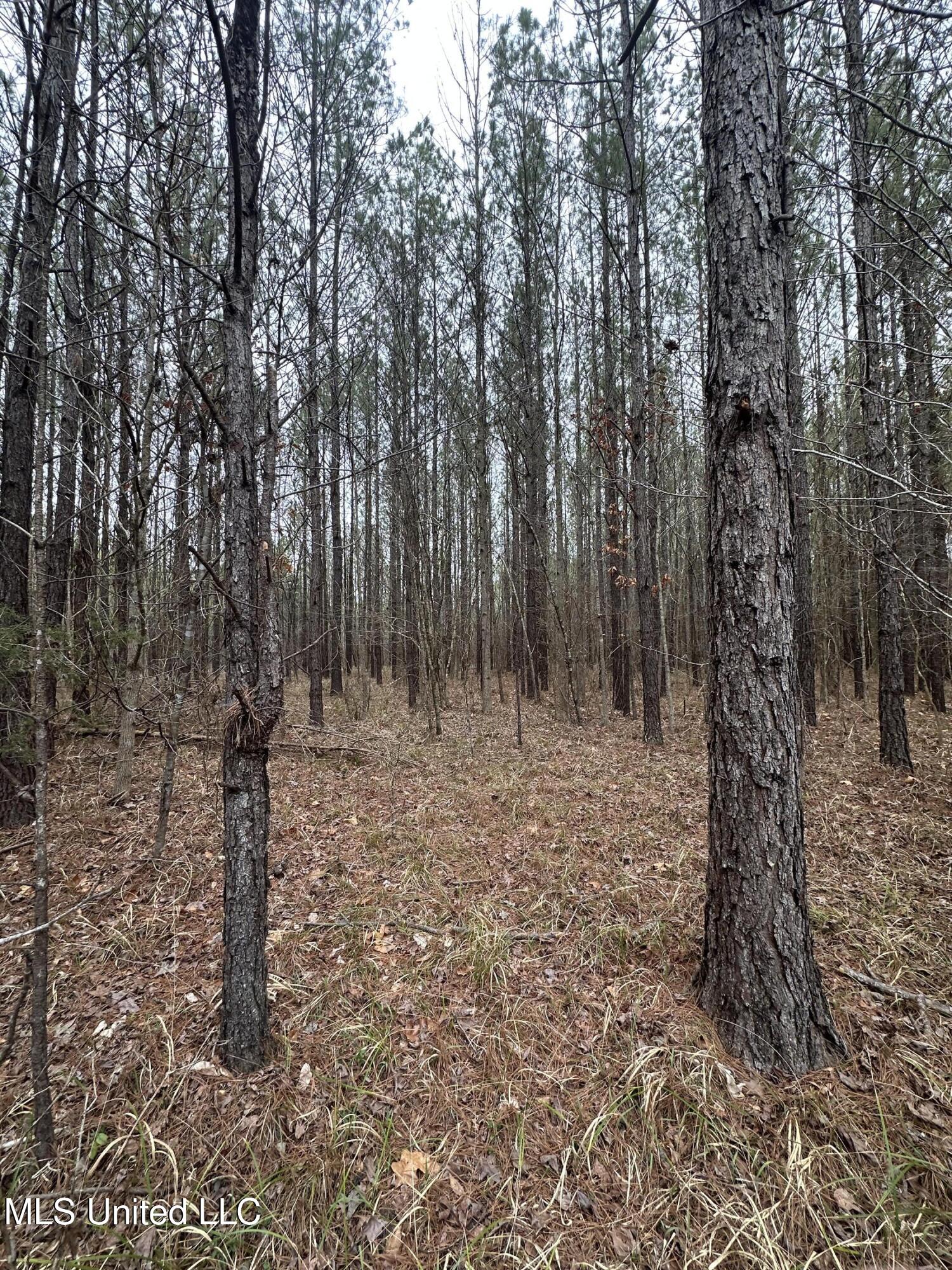 Co Rd 2414, Rose Hill, Mississippi image 38