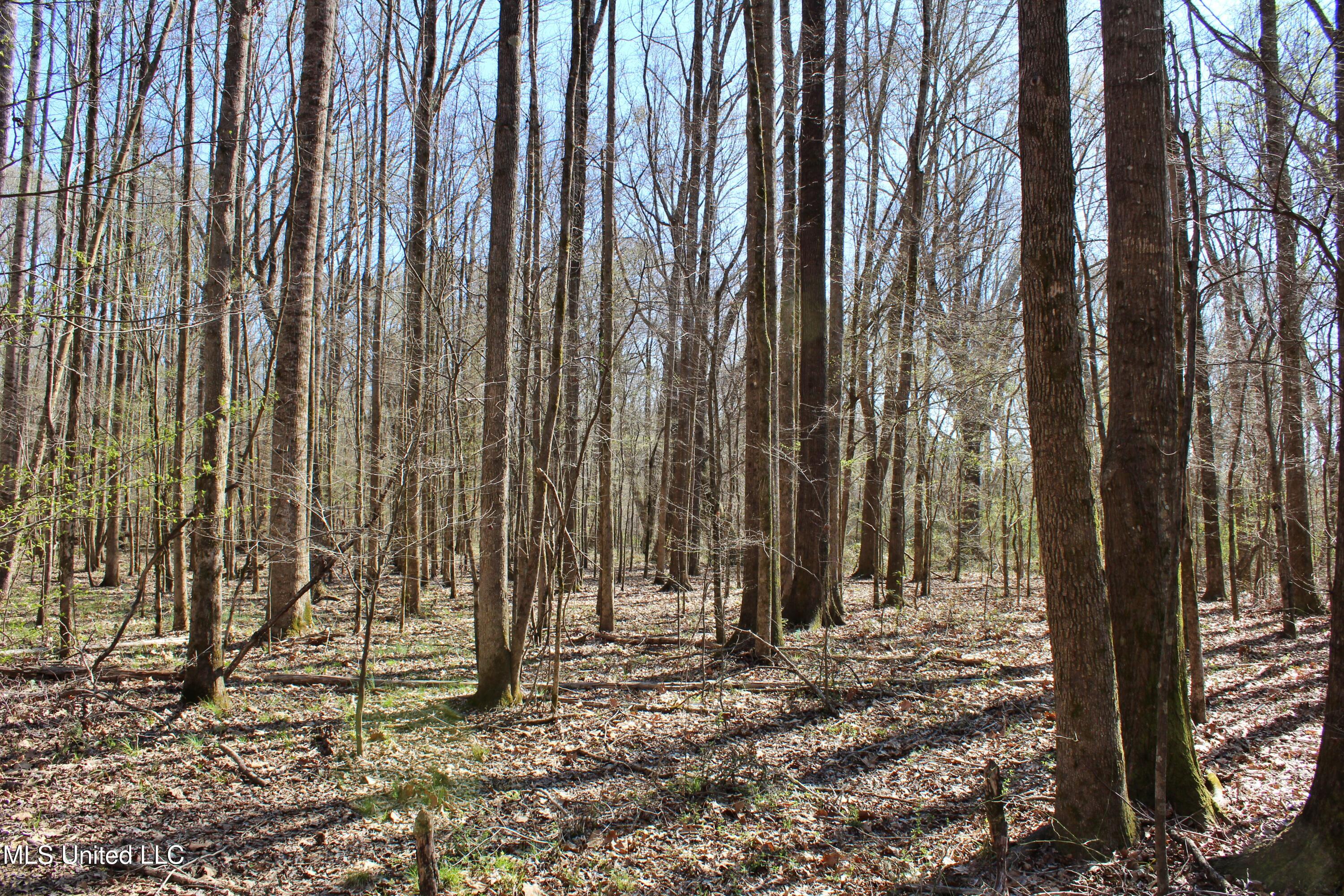 Highway 35, Kosciusko, Mississippi image 30