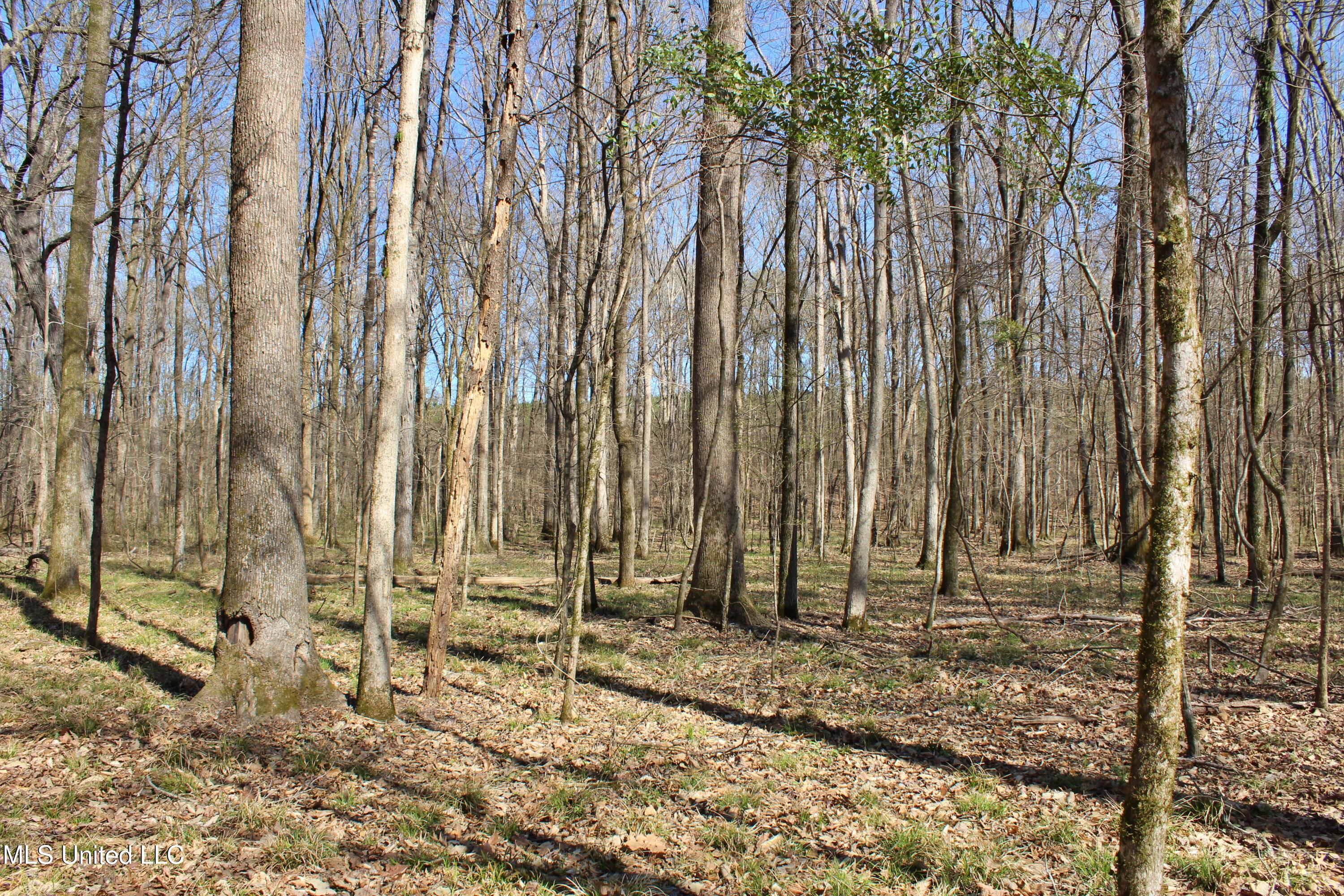 Highway 35, Kosciusko, Mississippi image 34