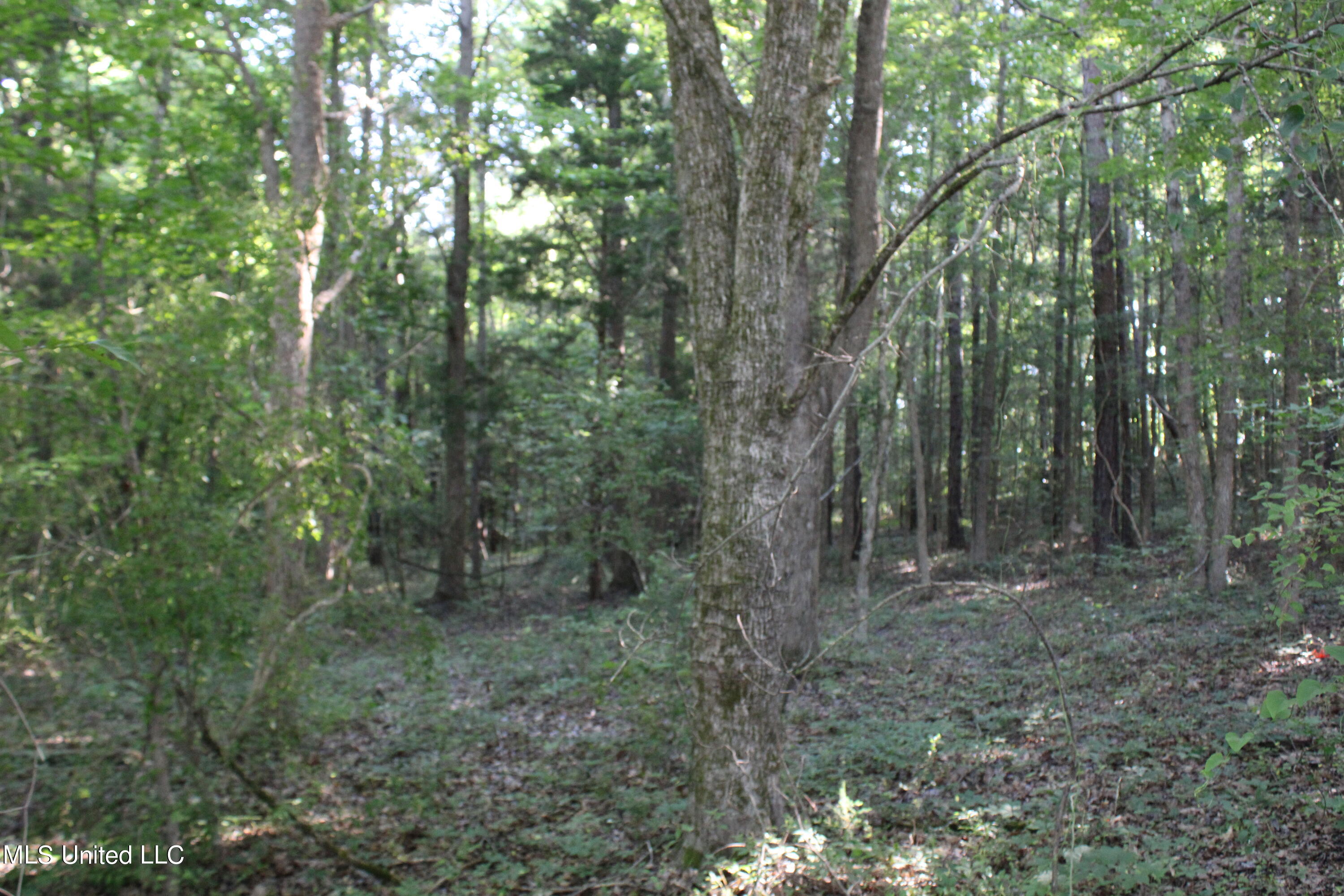 1501 Brownlee Road, Potts Camp, Mississippi image 9