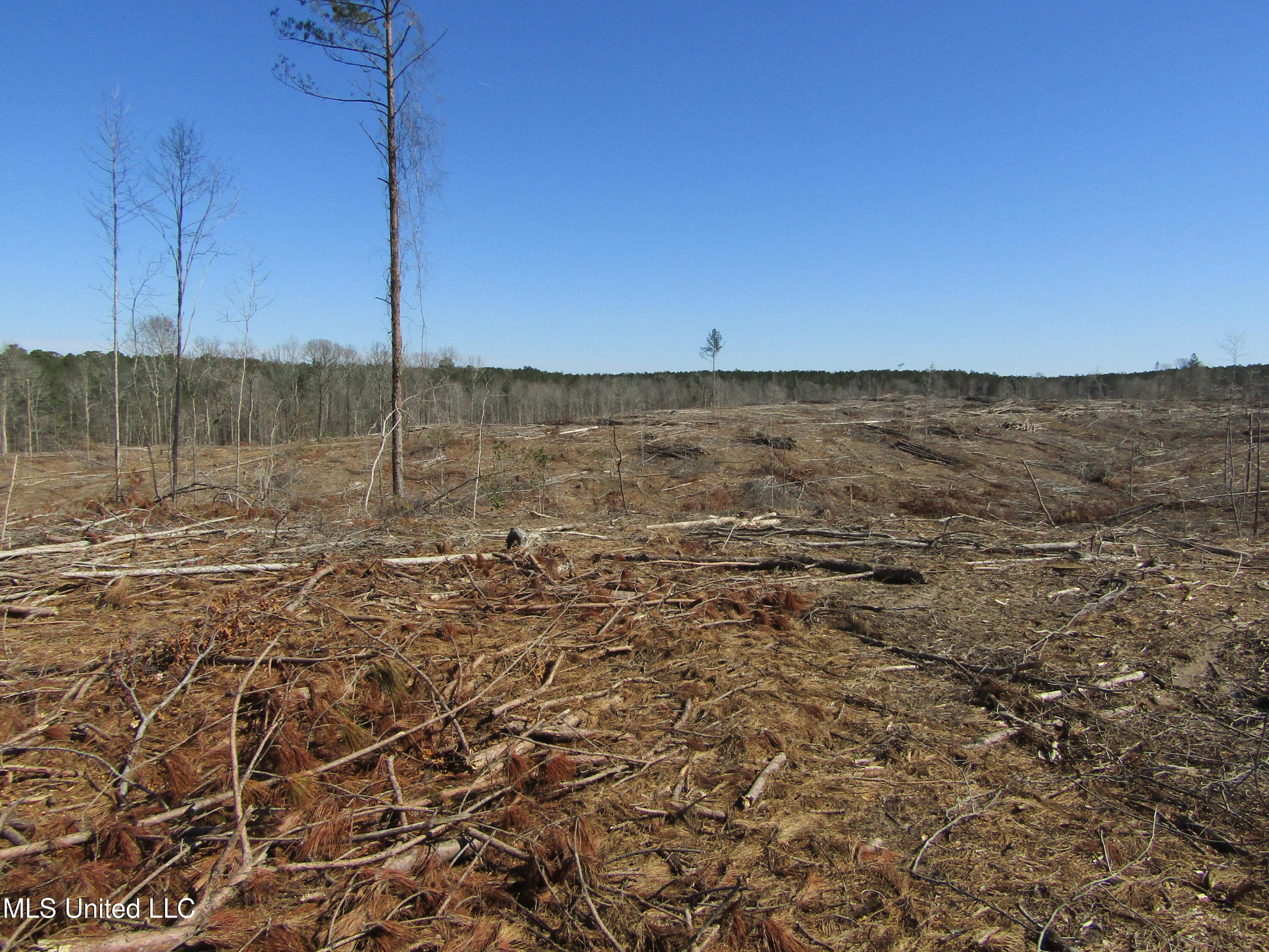 Firetower Rd, Camden, Mississippi image 9