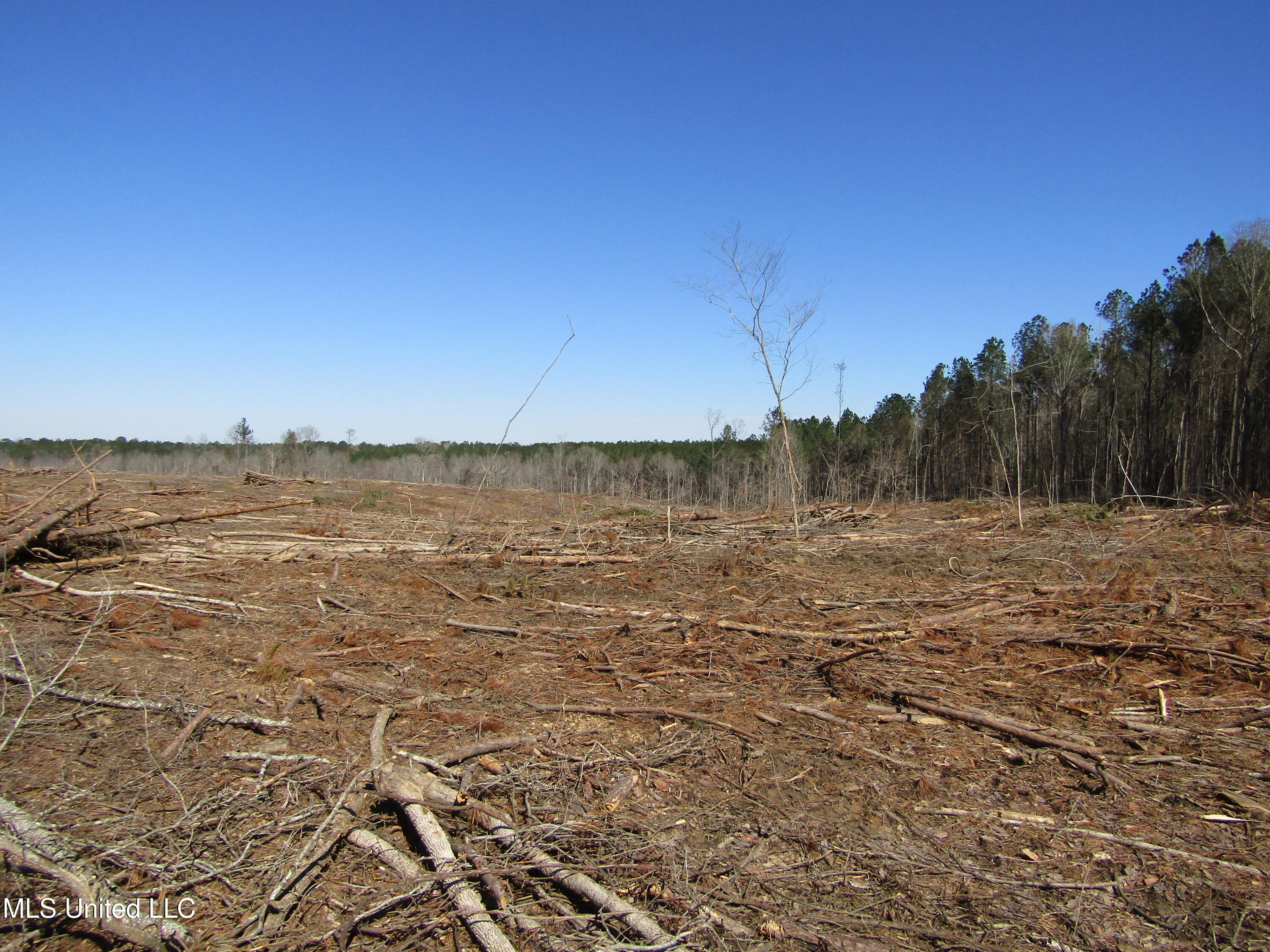 Firetower Rd, Camden, Mississippi image 4