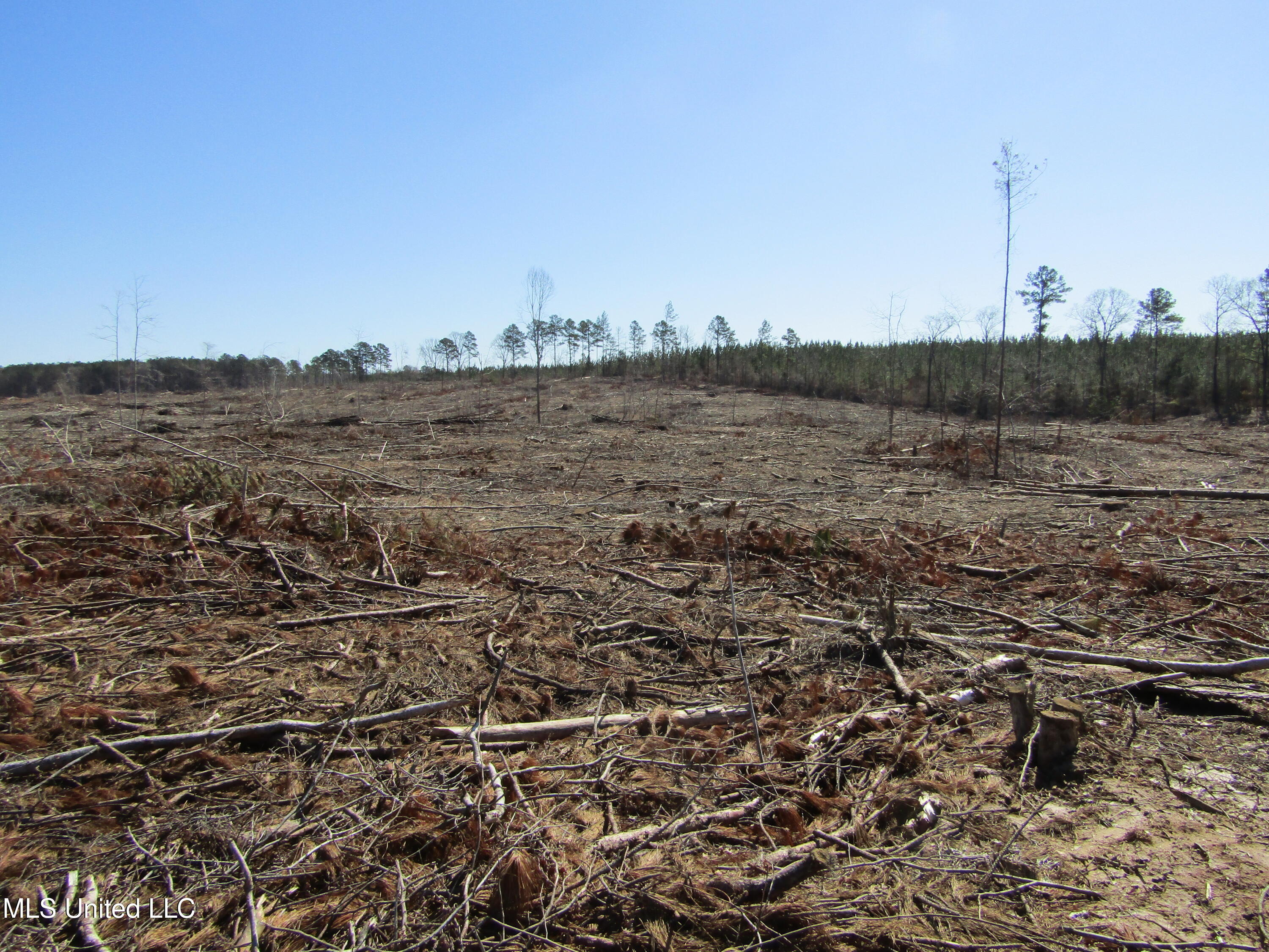 Firetower Rd, Camden, Mississippi image 12