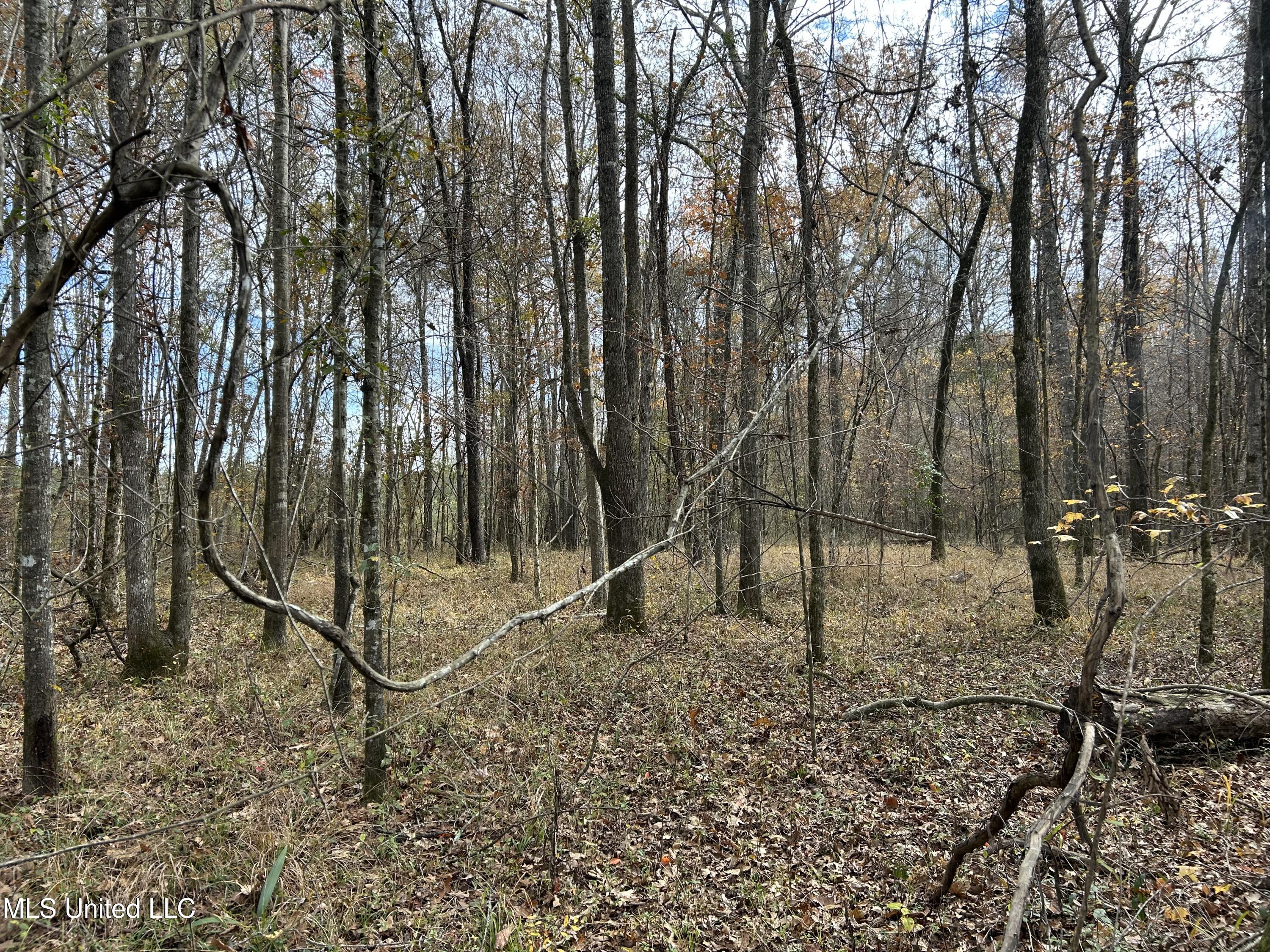 Coal Bluff Road, Lena, Mississippi image 46