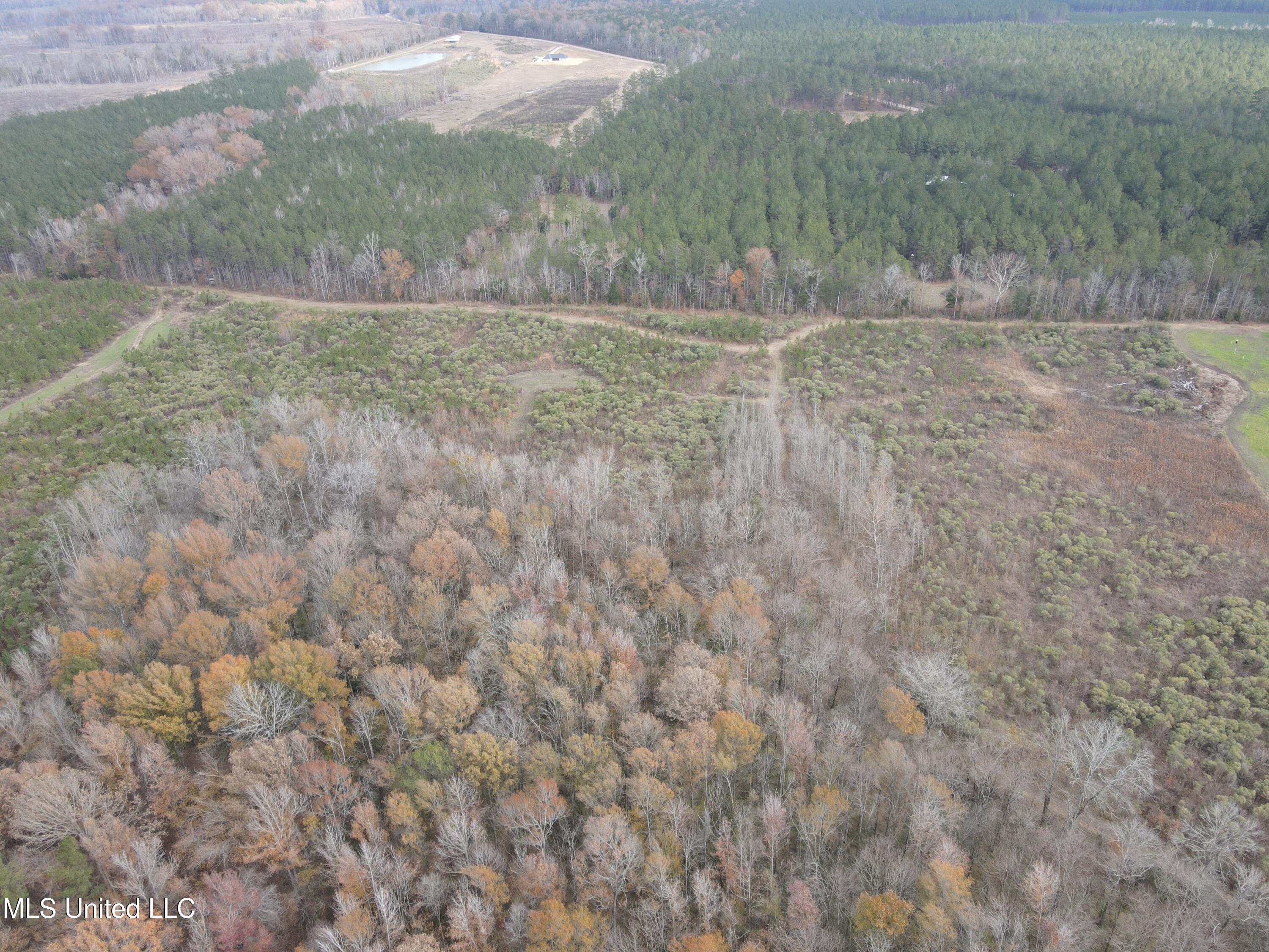 Coal Bluff Road, Lena, Mississippi image 12