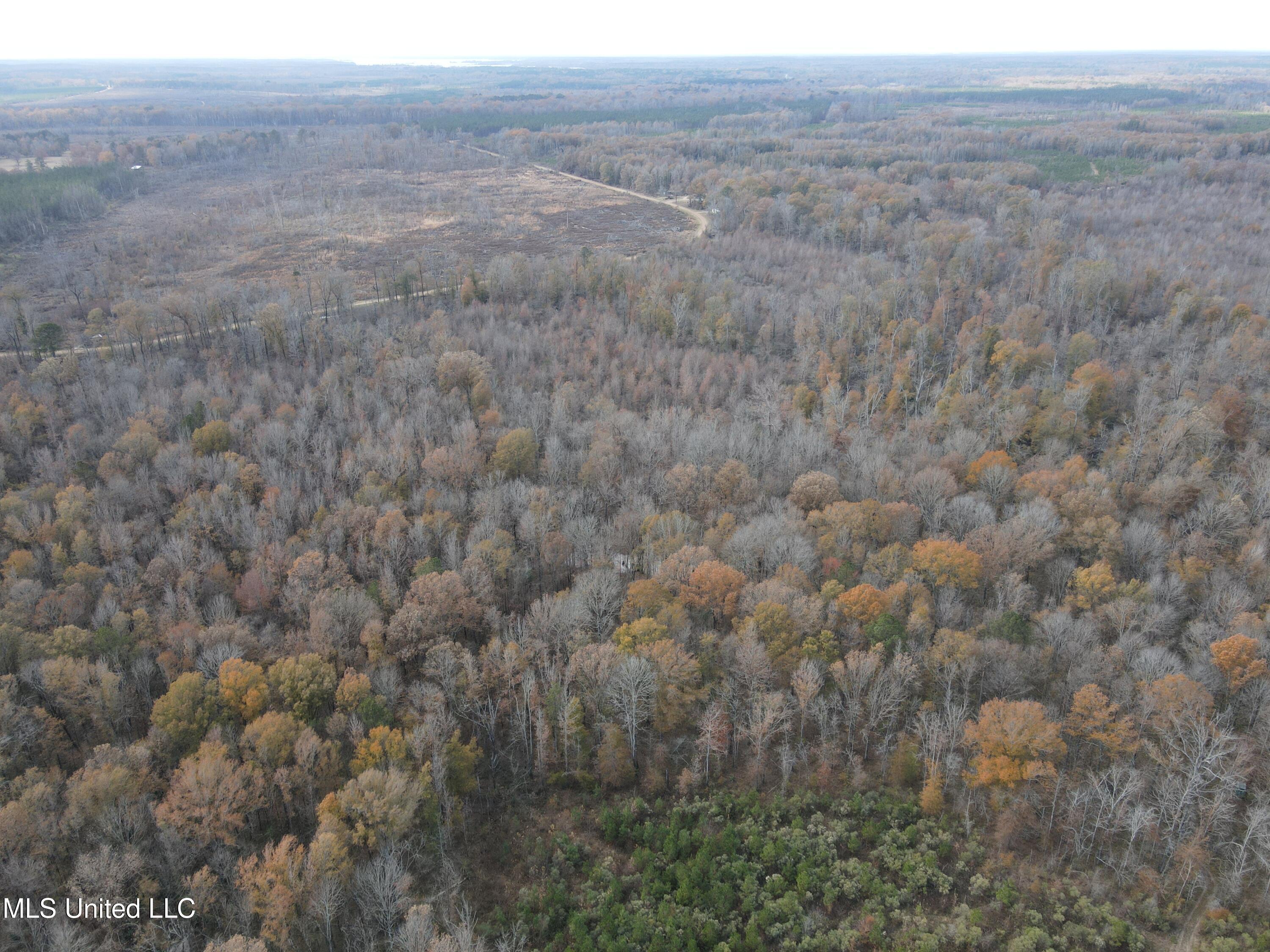 Coal Bluff Road, Lena, Mississippi image 8