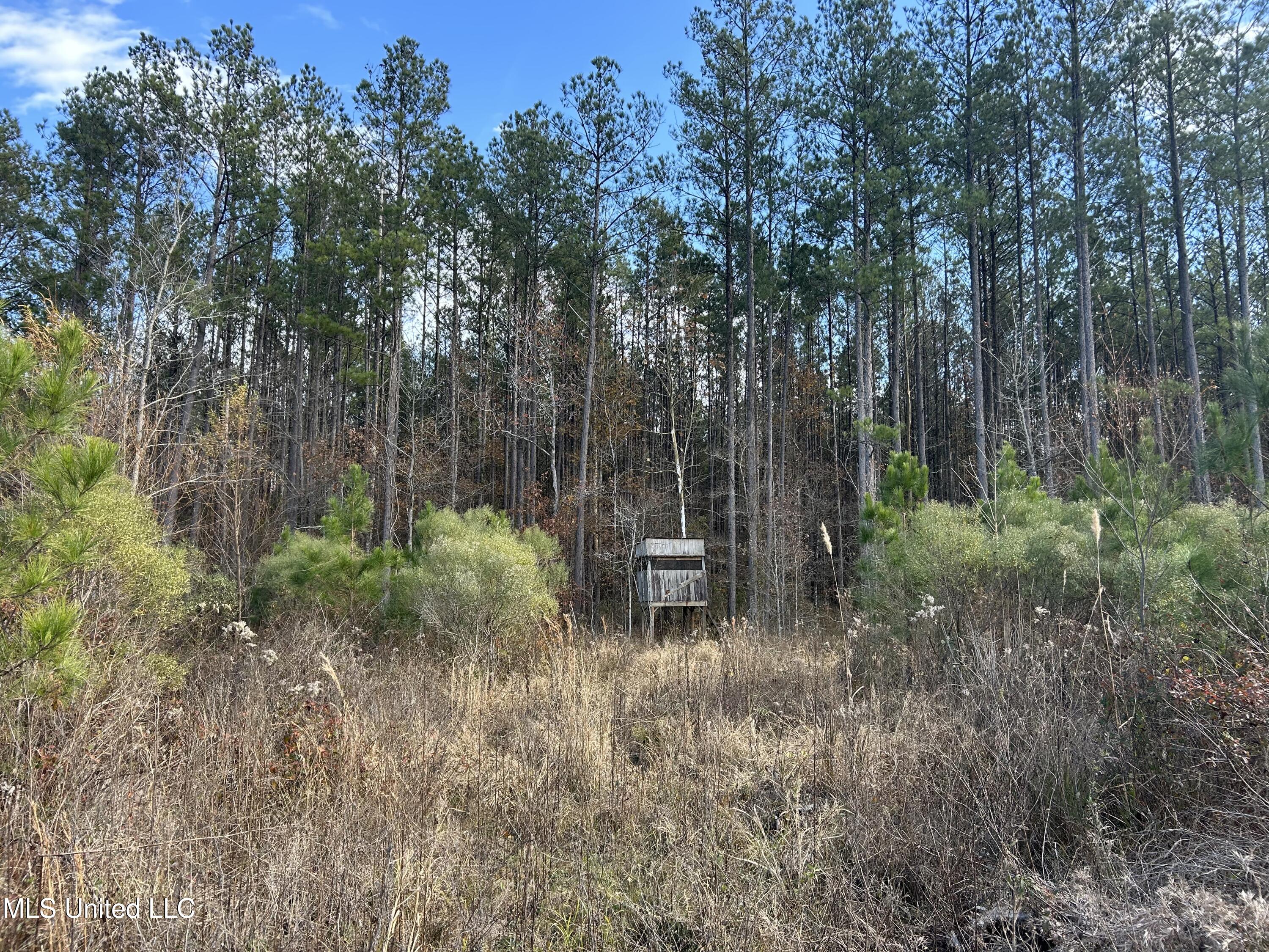 Coal Bluff Road, Lena, Mississippi image 34