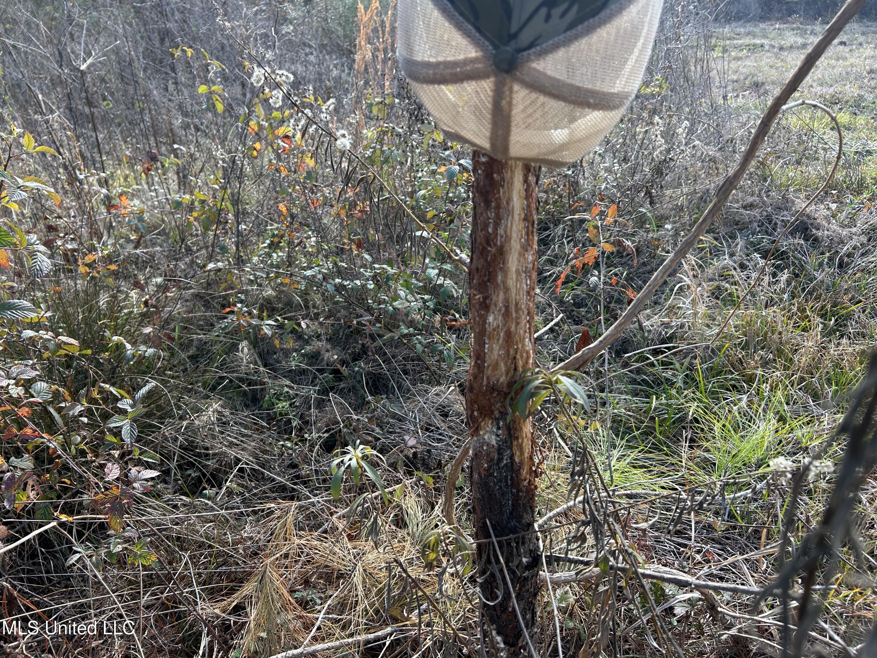 Coal Bluff Road, Lena, Mississippi image 35