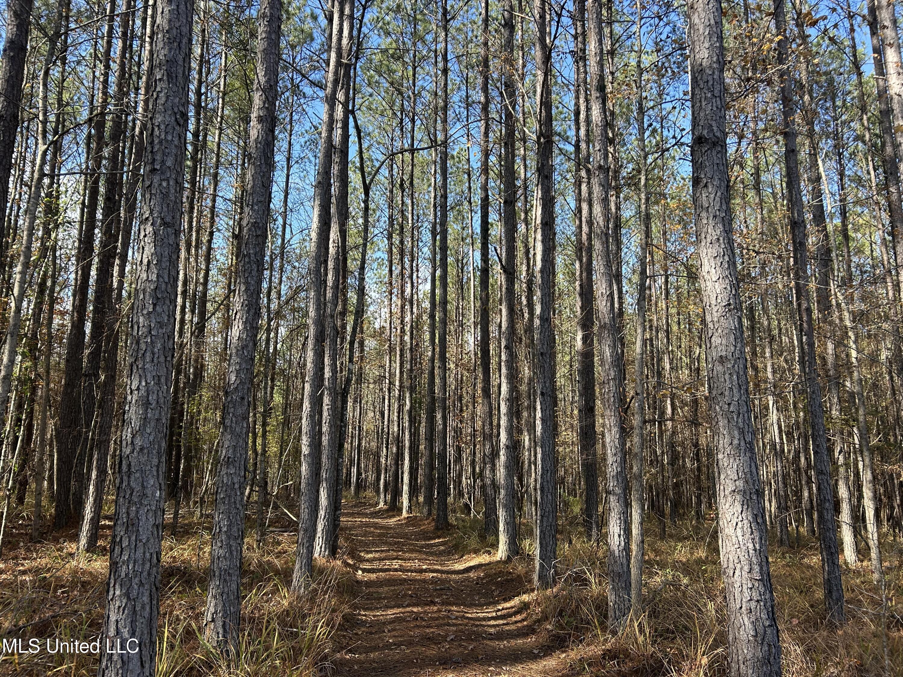 Coal Bluff Road, Lena, Mississippi image 27