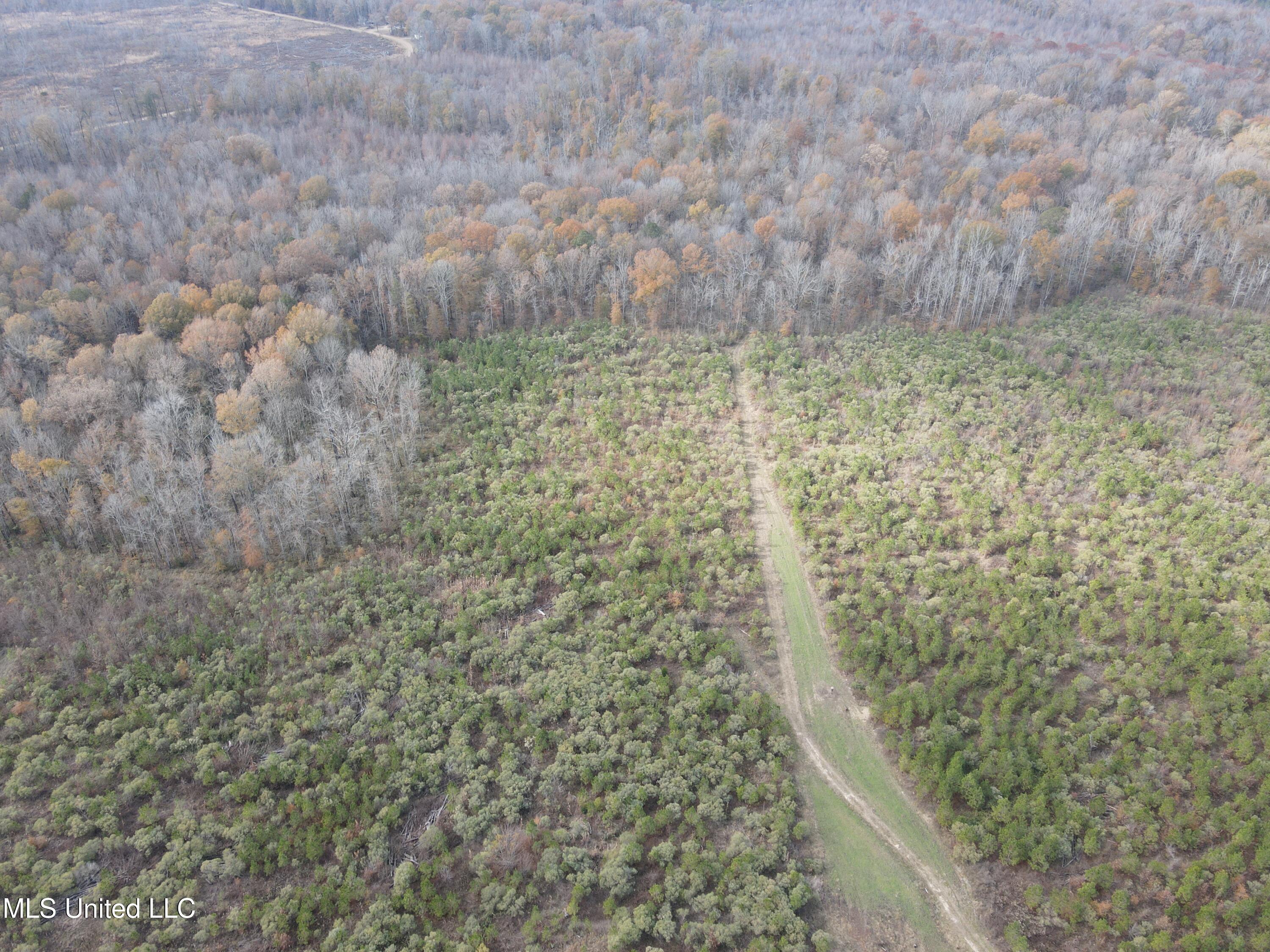 Coal Bluff Road, Lena, Mississippi image 6