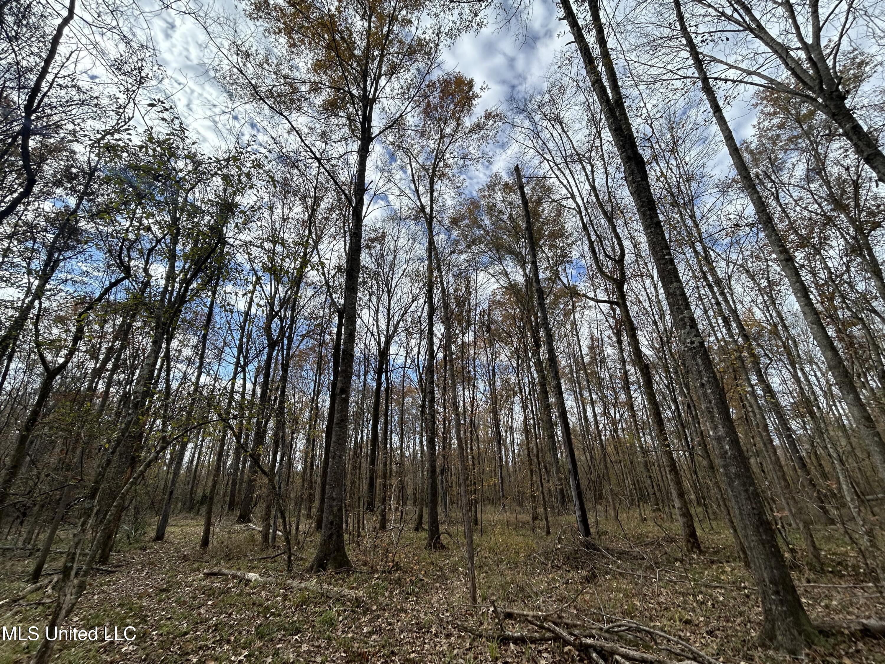 Coal Bluff Road, Lena, Mississippi image 45