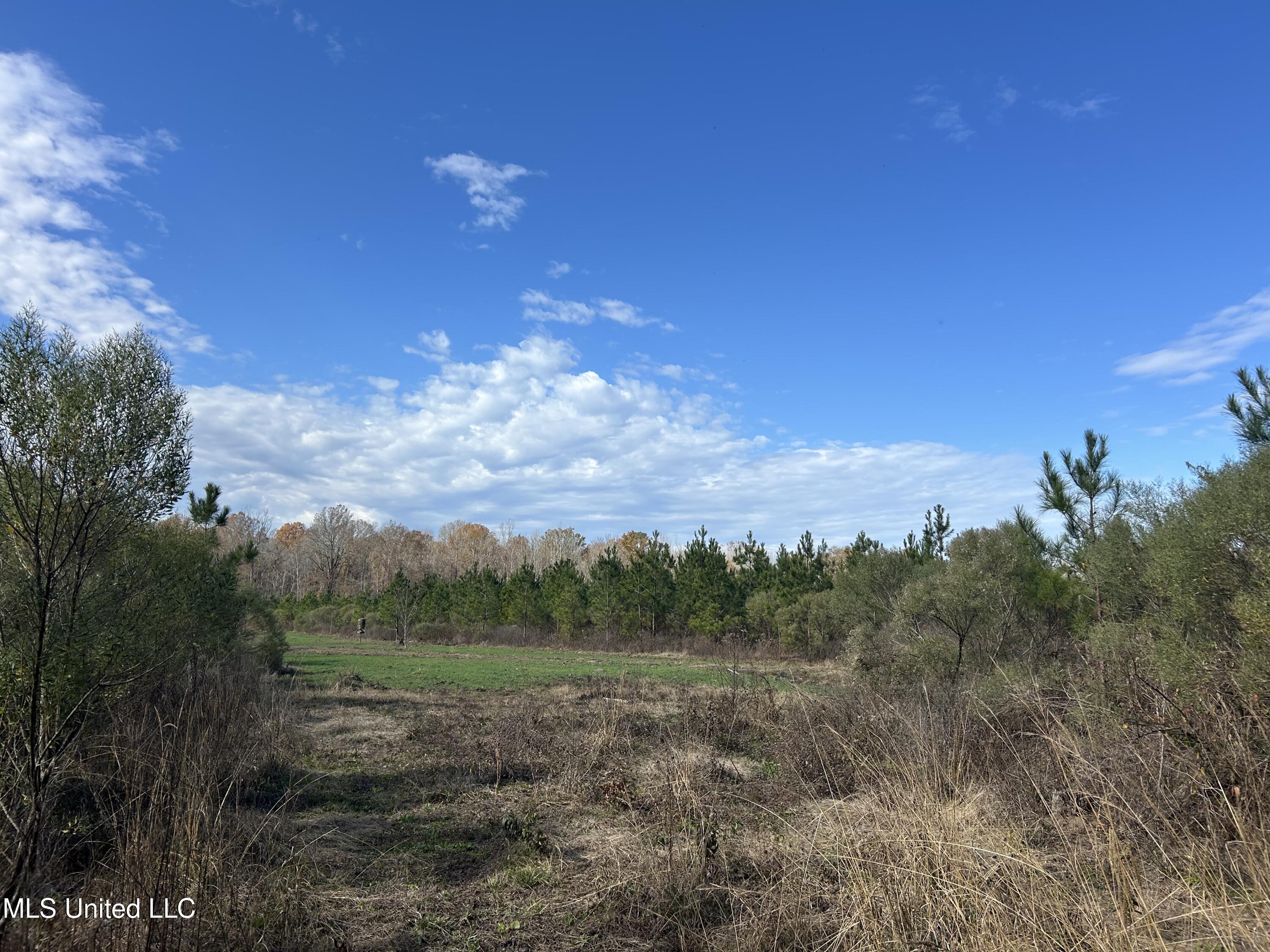 Coal Bluff Road, Lena, Mississippi image 32