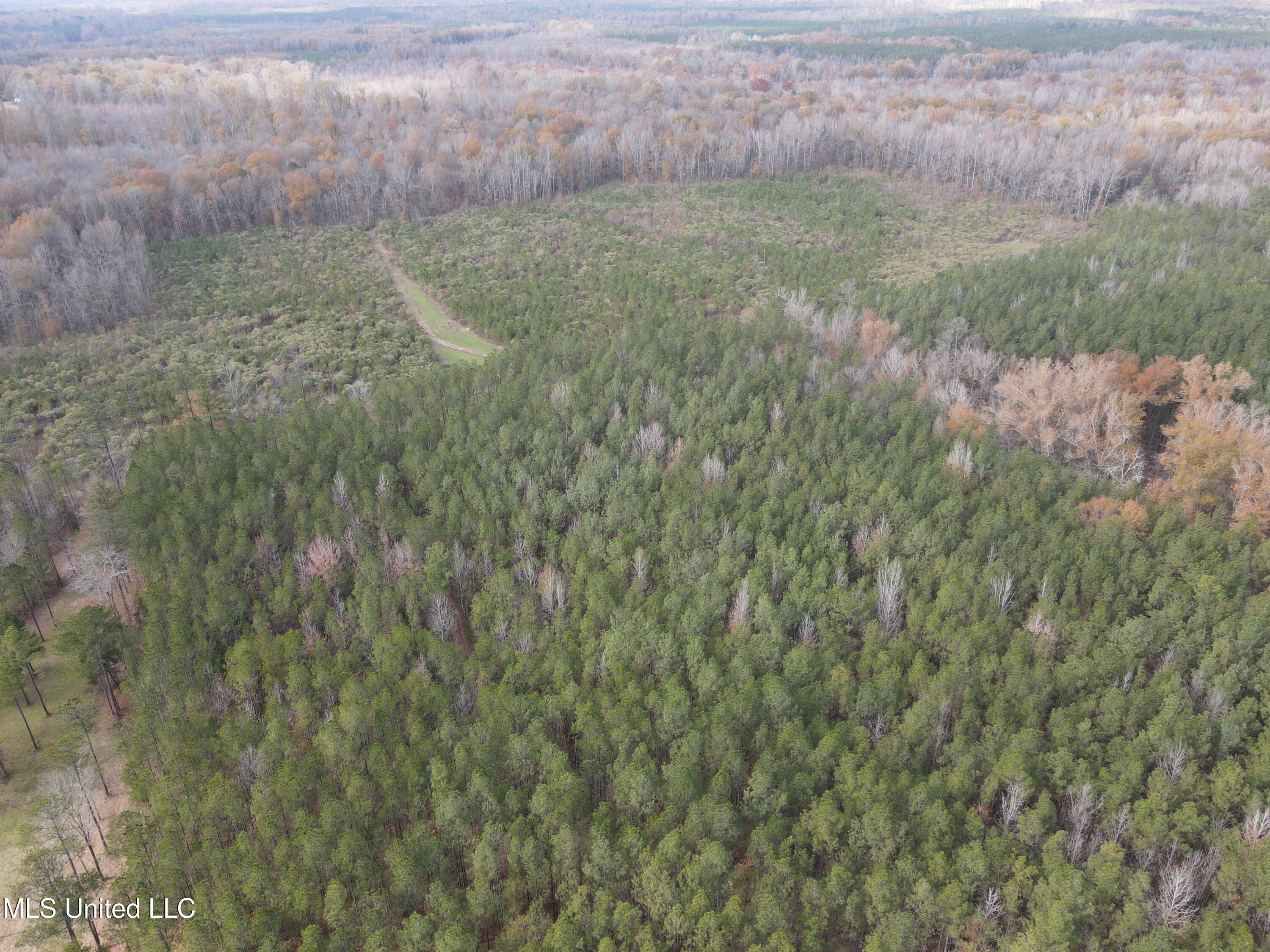 Coal Bluff Road, Lena, Mississippi image 3