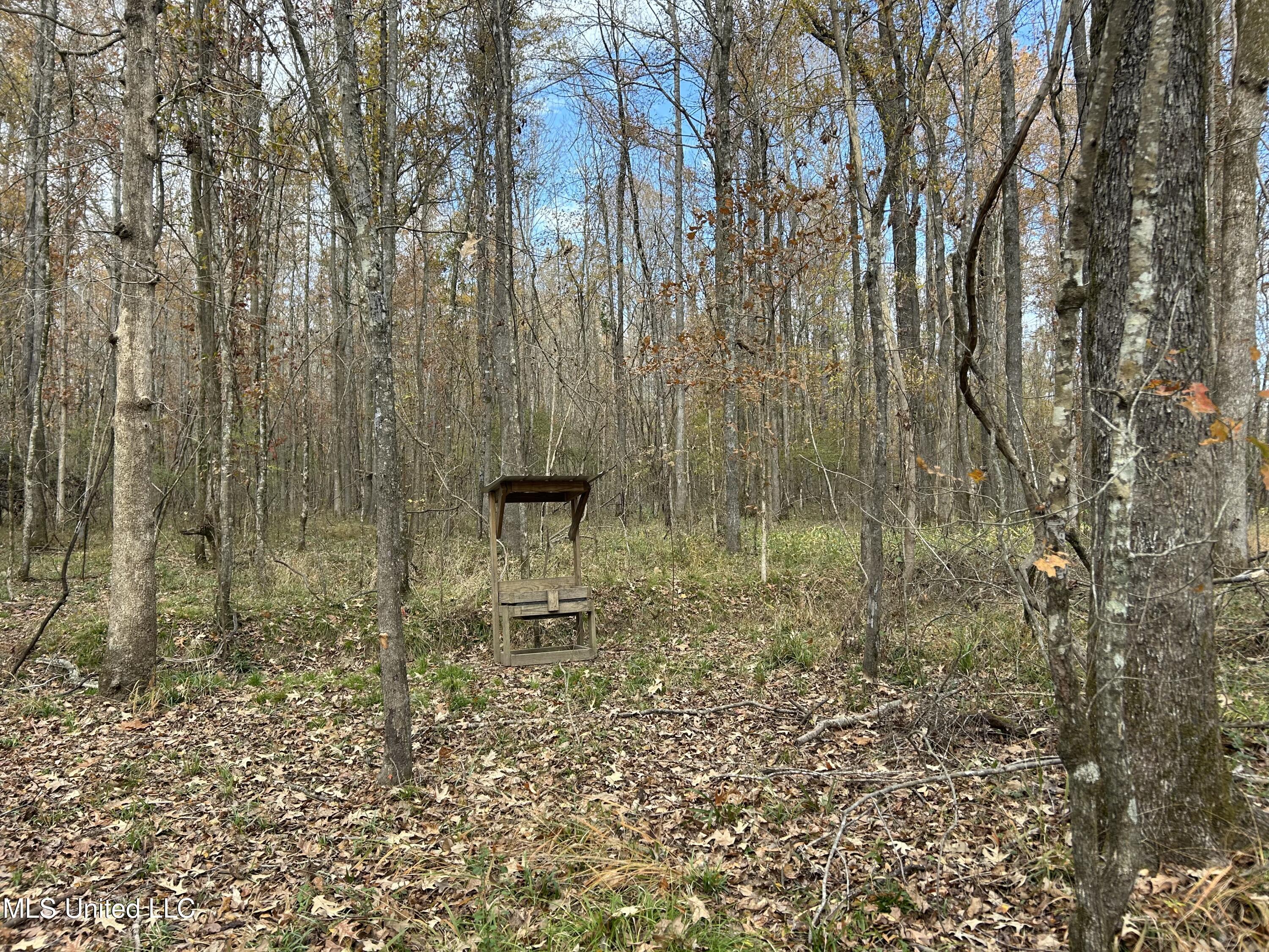 Coal Bluff Road, Lena, Mississippi image 44