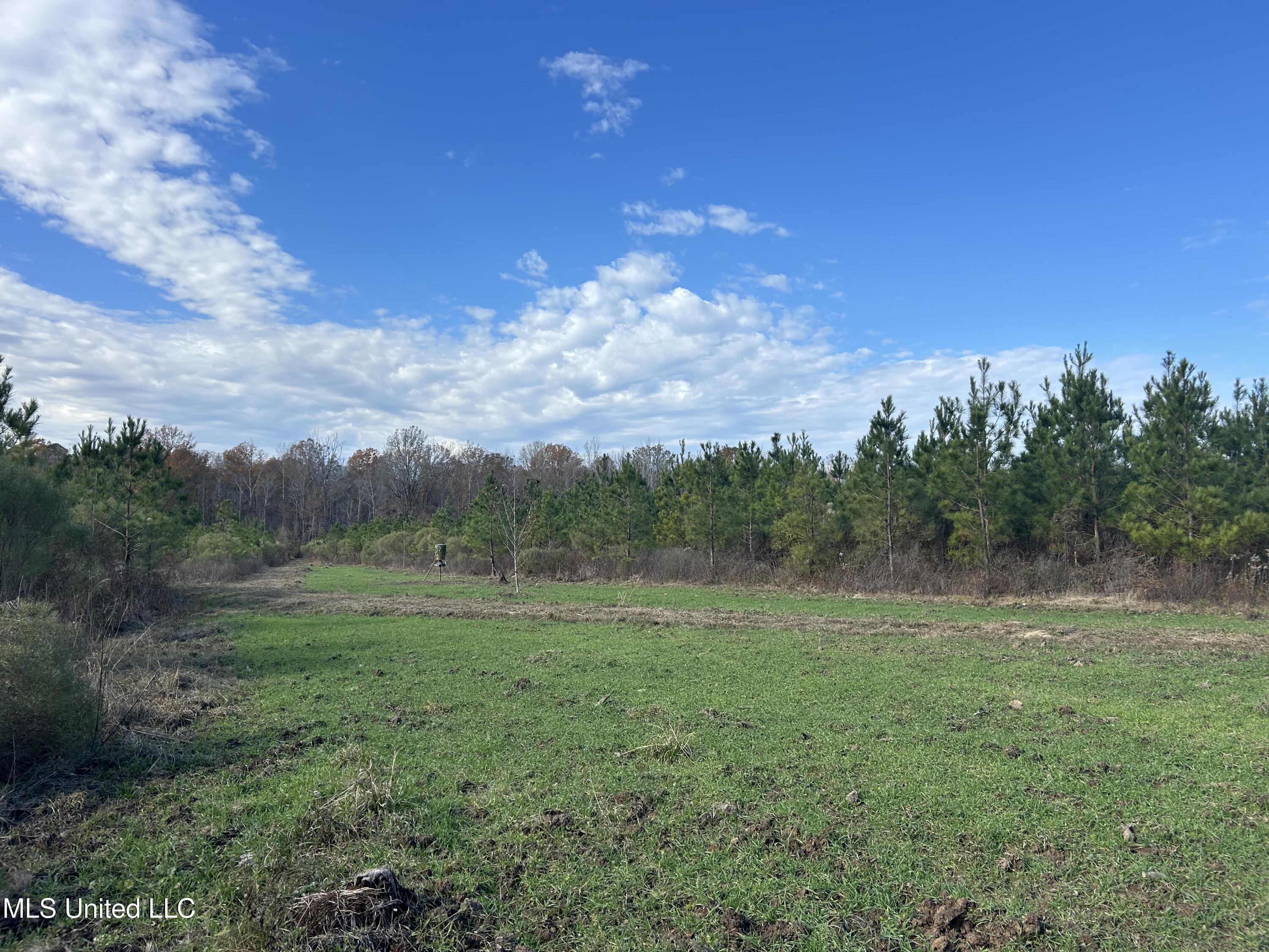 Coal Bluff Road, Lena, Mississippi image 33